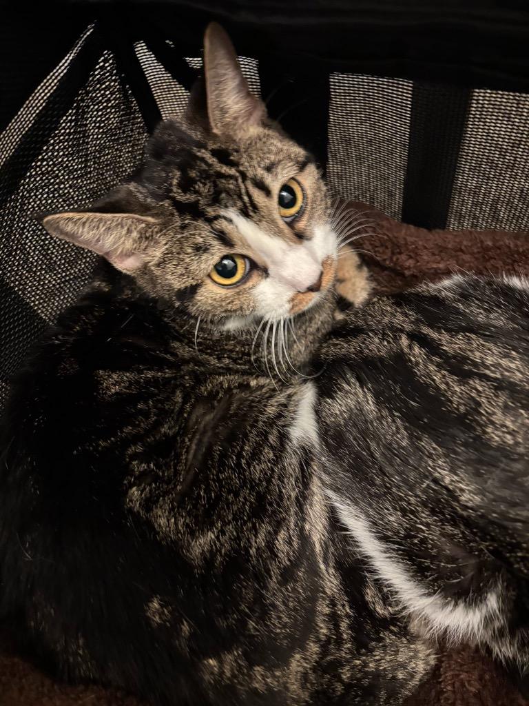 Spider CG27 / Monkey CG28, a Adoptable mixed breed in Peoria, AZ image 4/4