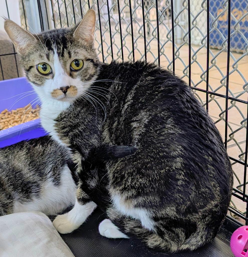 Spider CG27 / Monkey CG28, a Adoptable mixed breed in Peoria, AZ image 2/4