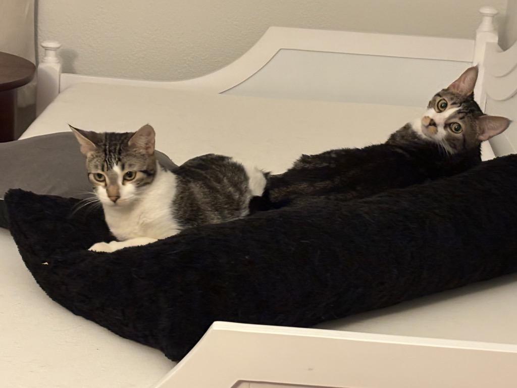 Spider CG27 / Monkey CG28, a Adoptable mixed breed in Peoria, AZ image 3/4