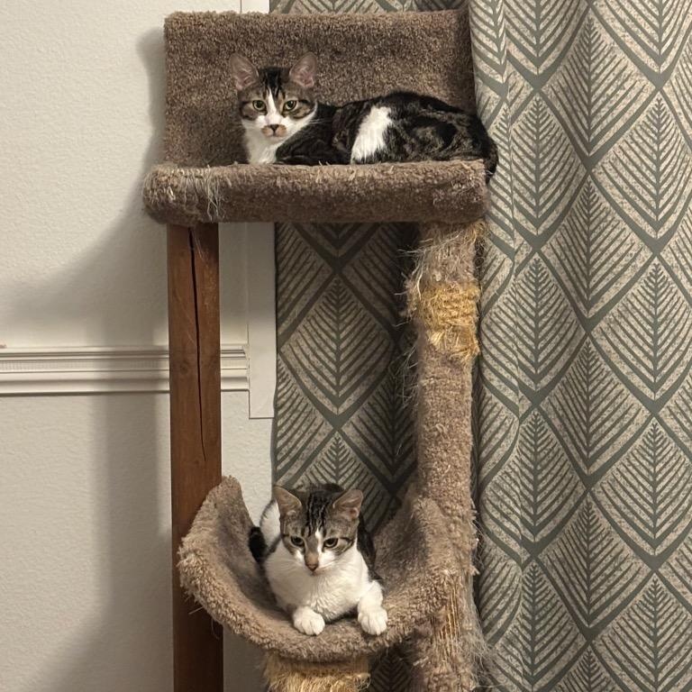 Spider CG27 / Monkey CG28, Adoptable, Young Female Domestic Short Hair.