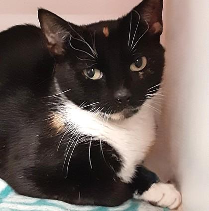 Snickerdoodle — thumbnail 2