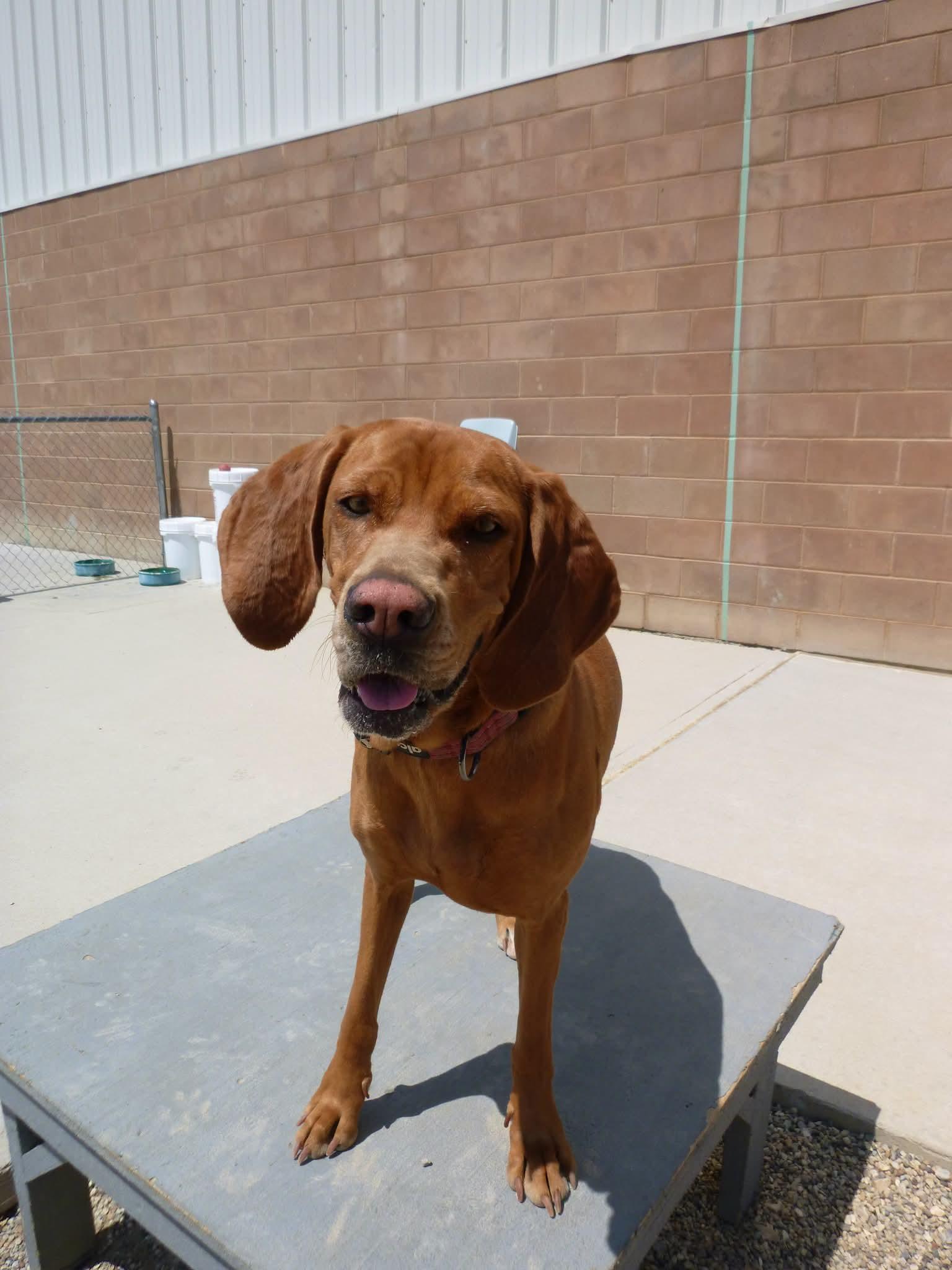 Delilah GRADUATES CAGED TO SAVES AUGUST 19TH, ADOPTABLE, Adult Female Hound.