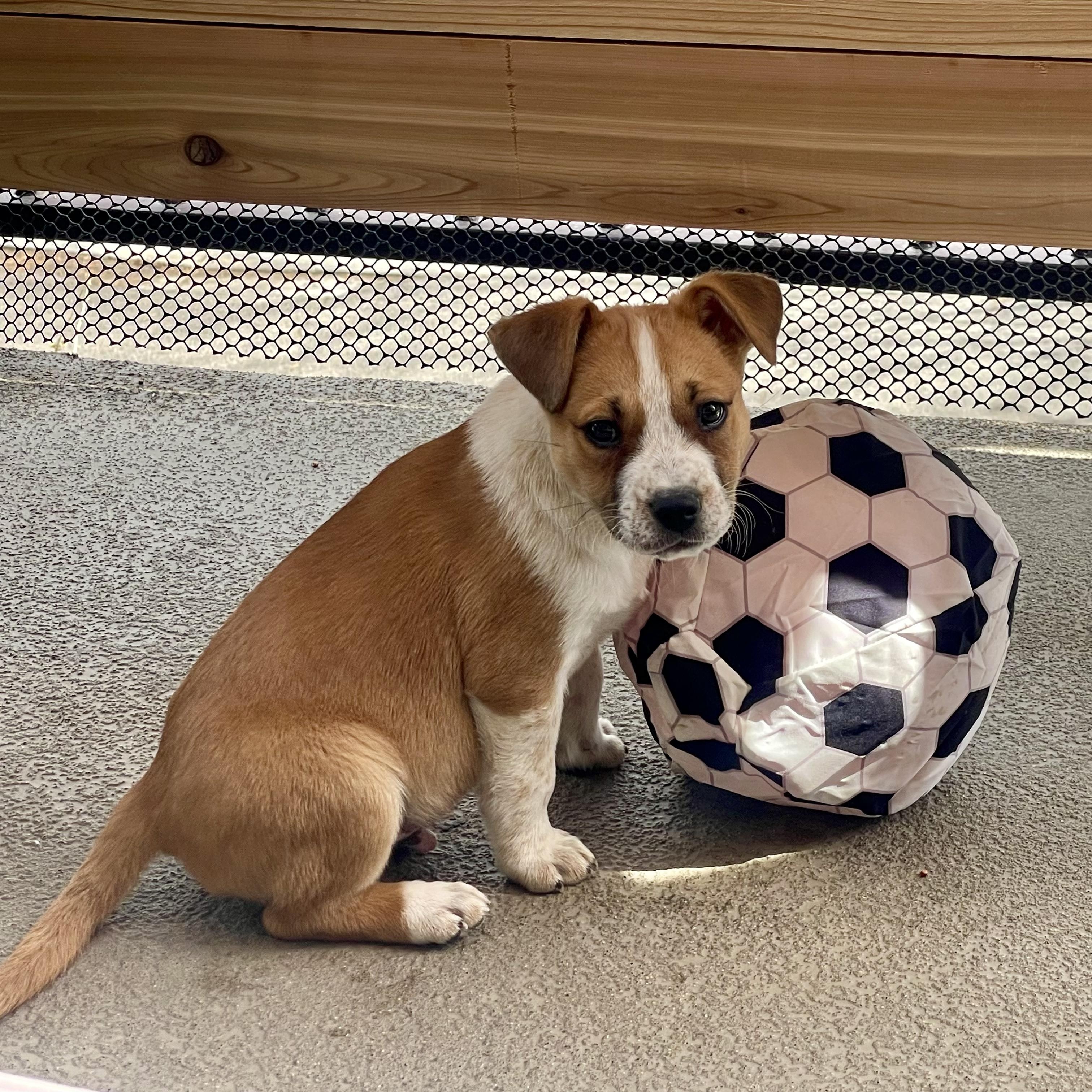 Enlarge Finch, a ADOPTABLE mixed breed in Fort Collins, CO image 5/6