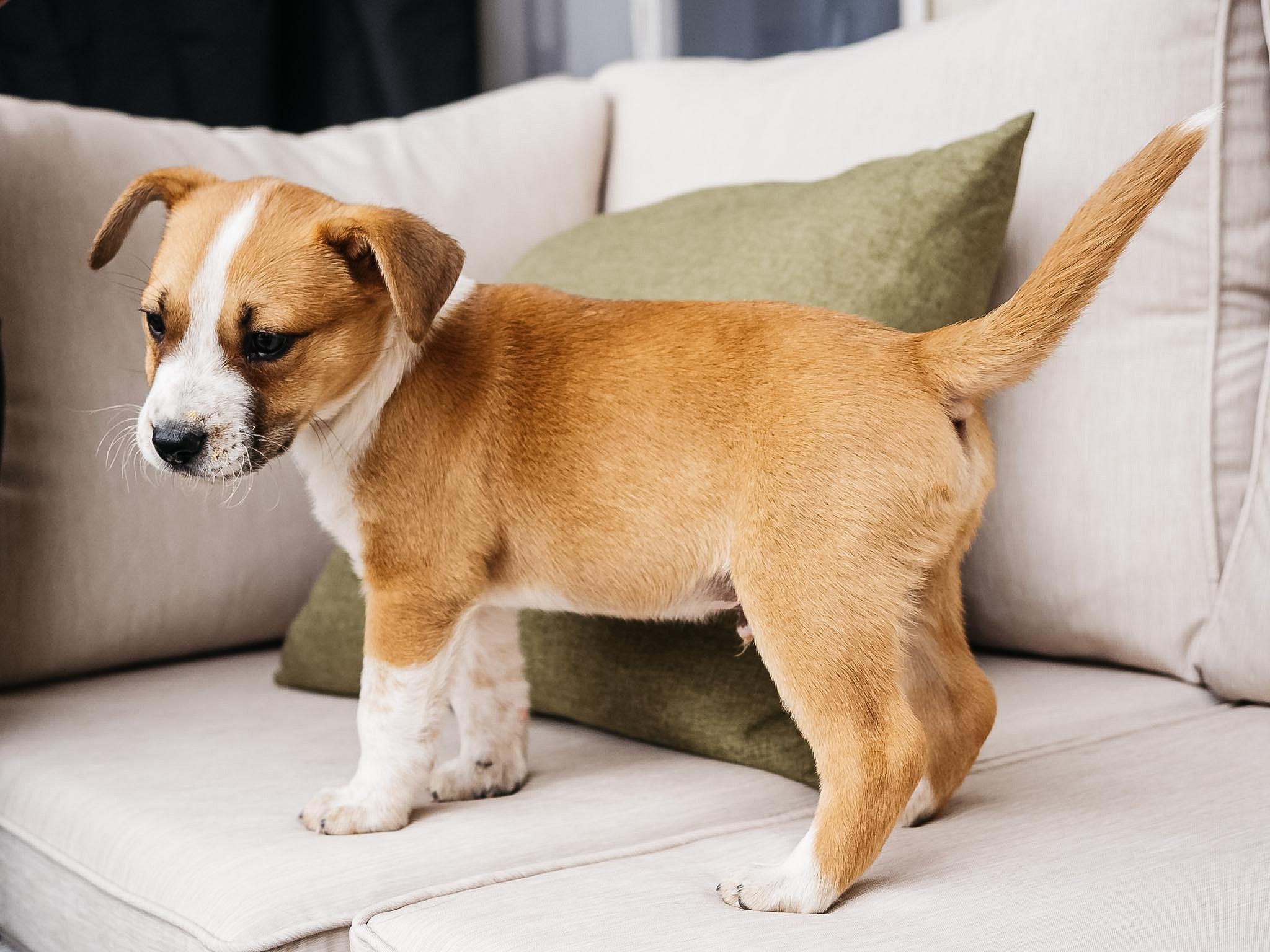 Enlarge Finch, a ADOPTABLE mixed breed in Fort Collins, CO image 3/6