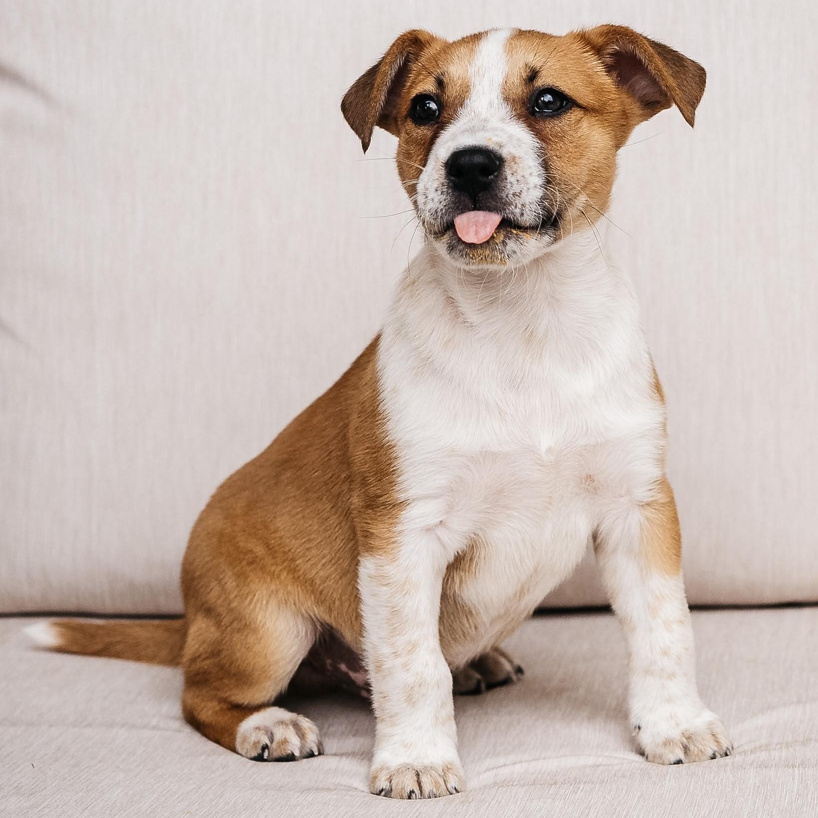 Finch, ADOPTABLE, Puppy Male Cattle Dog.