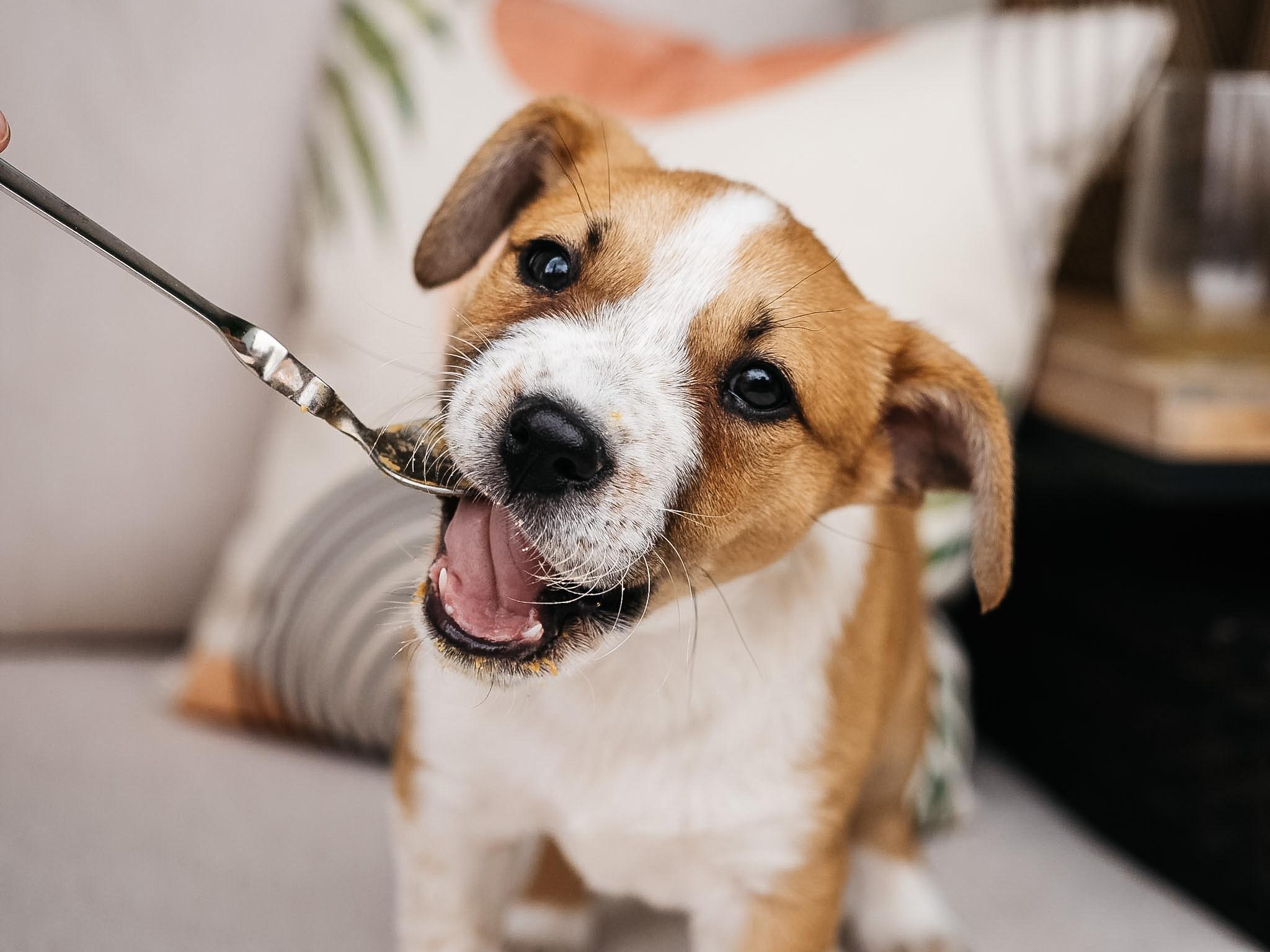 Enlarge Finch, a ADOPTABLE mixed breed in Fort Collins, CO image 2/6
