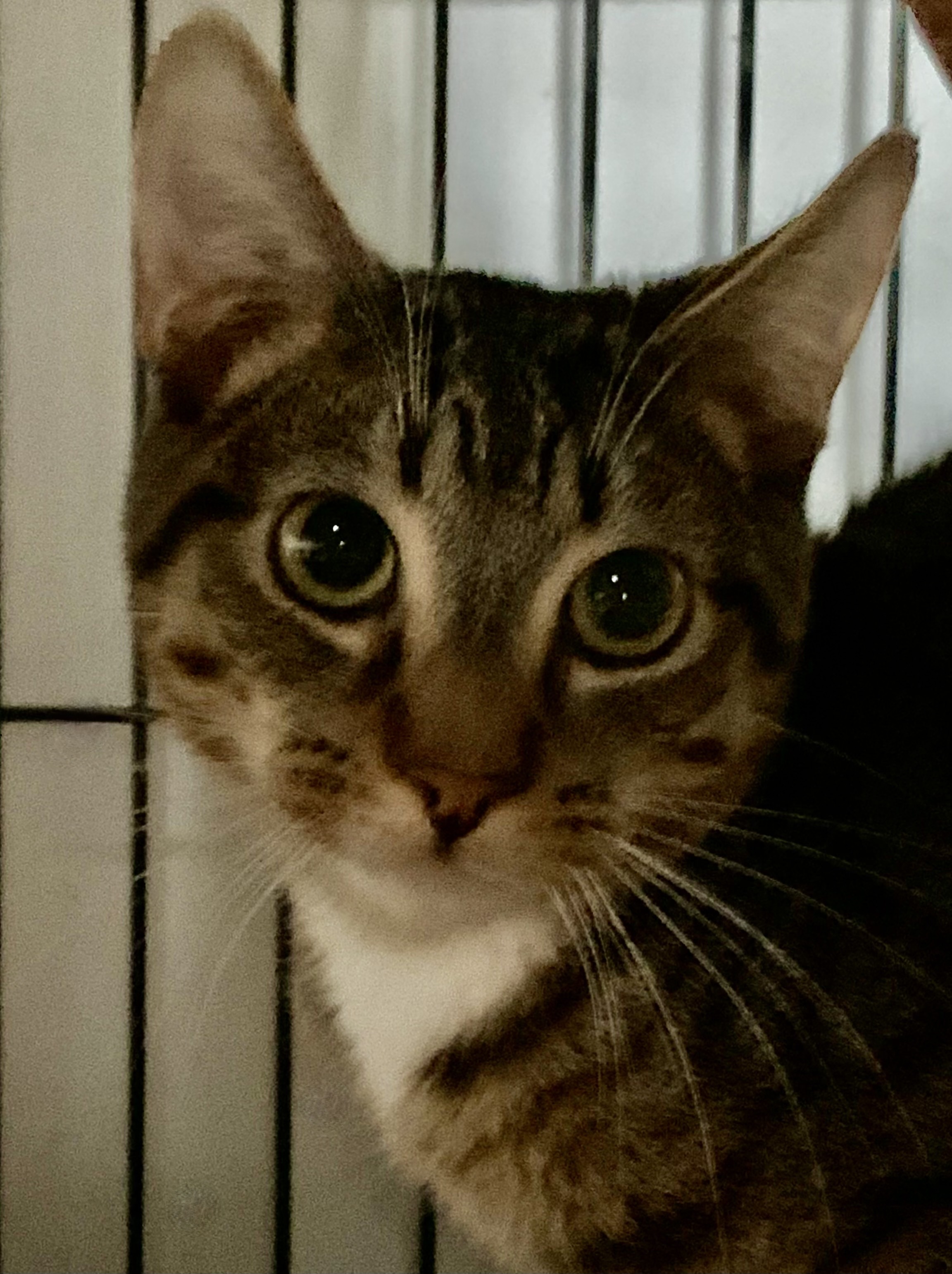 Roxas, Mickey, and Sora, a Adoptable Domestic Short Hair in Los Angeles, CA image 1/4