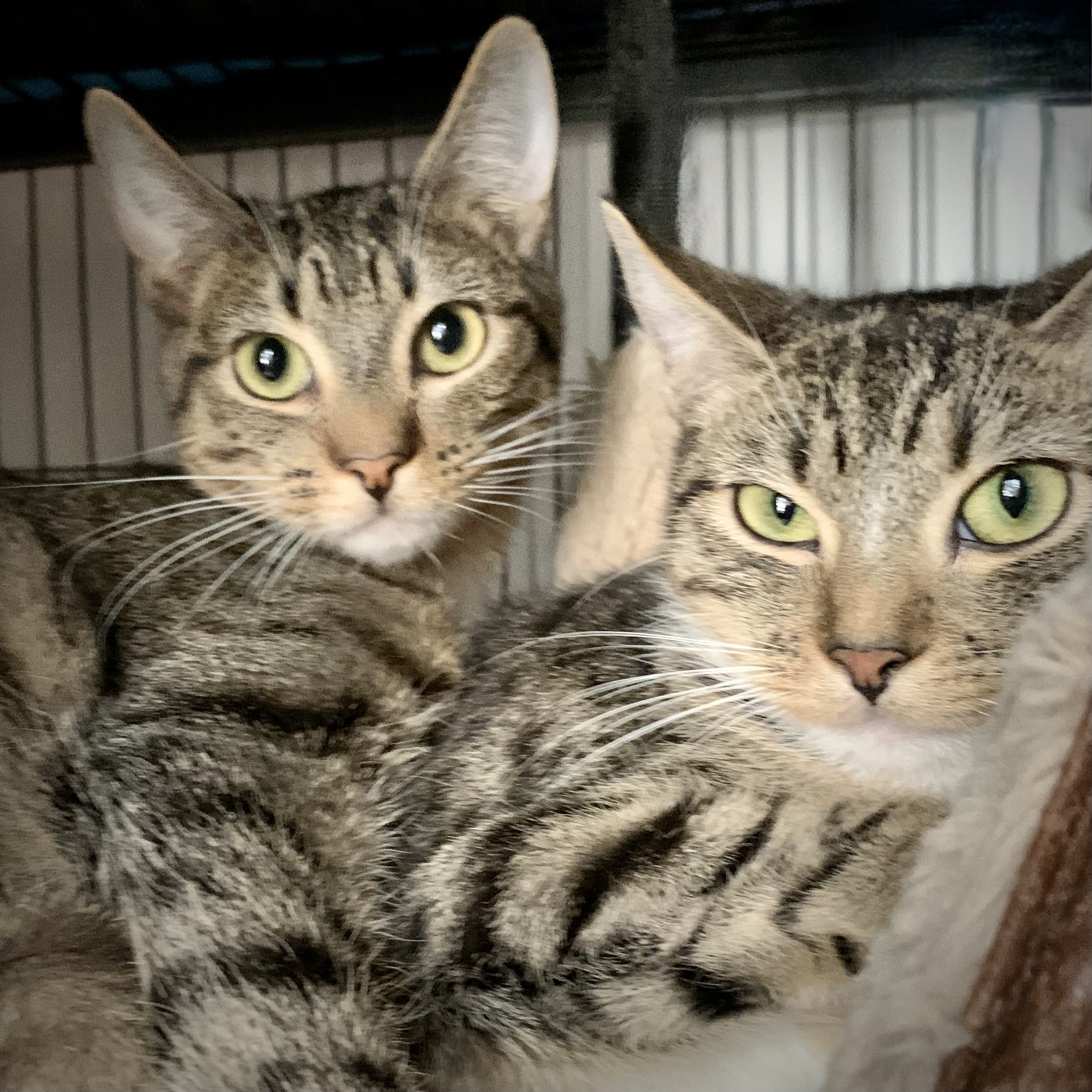 Roxas, Mickey, and Sora, a Adoptable Domestic Short Hair in Los Angeles, CA image 2/4