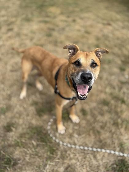 Chester Cheese, Adoptable, Adult Male German Shepherd Dog & Mixed Breed.