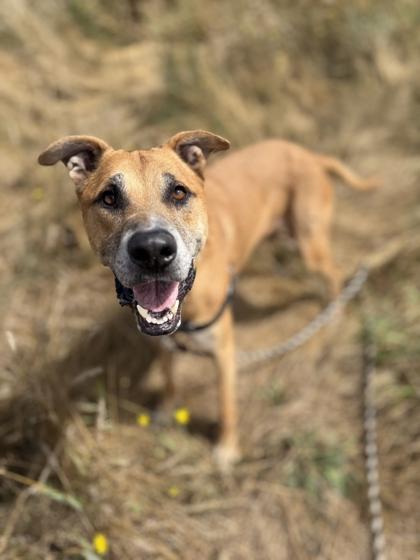 Chester Cheese, a Adoptable mixed breed in Burlington, WA image 2/3