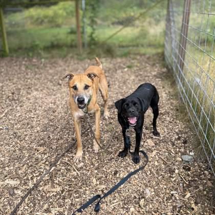 Chester Cheese, a Adoptable mixed breed in Burlington, WA image 3/3