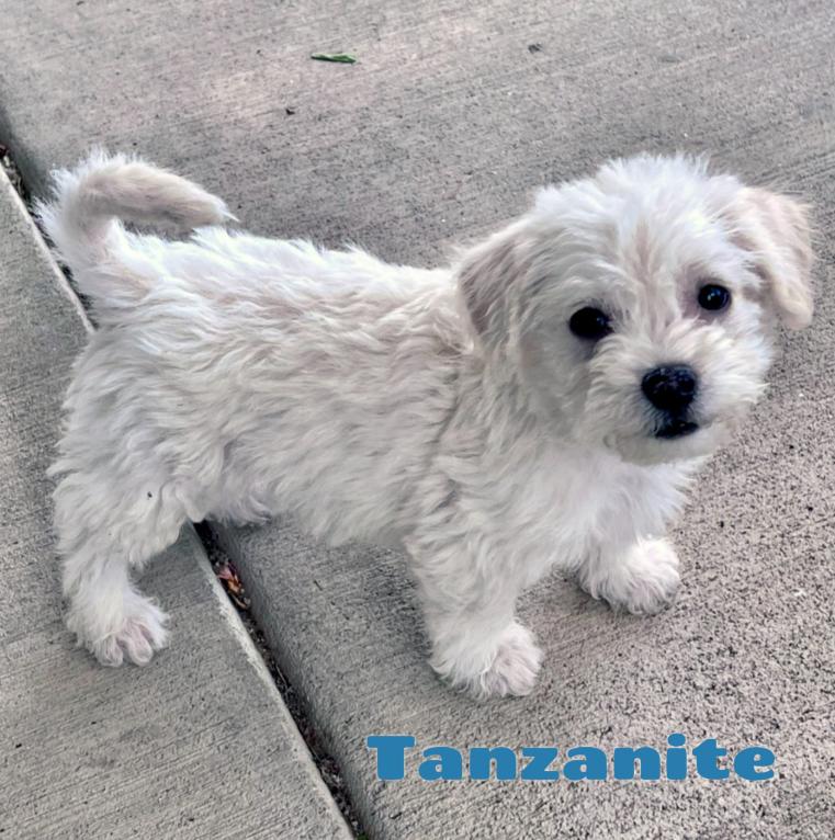 Tanzanite, ADOPTABLE, Puppy Male Chihuahua & Mixed Breed.