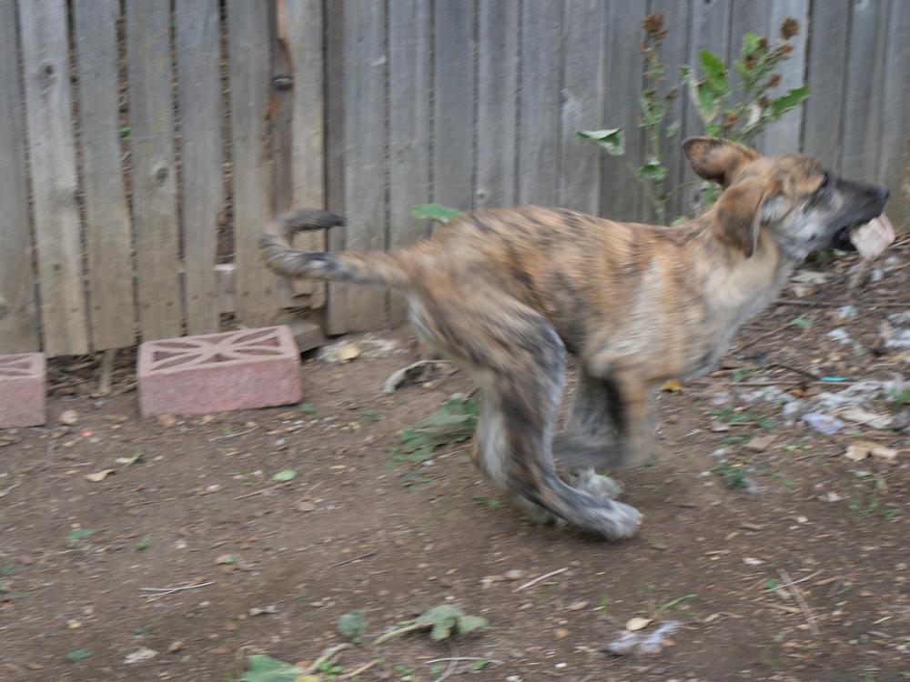 Enlarge Maples, a Adoptable mixed breed in Boulder, CO image 2/5