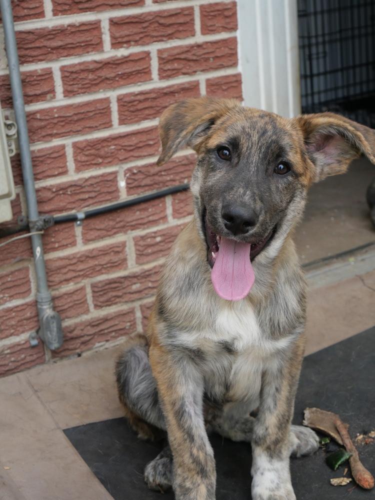 Enlarge Maples, a Adoptable mixed breed in Boulder, CO image 3/5