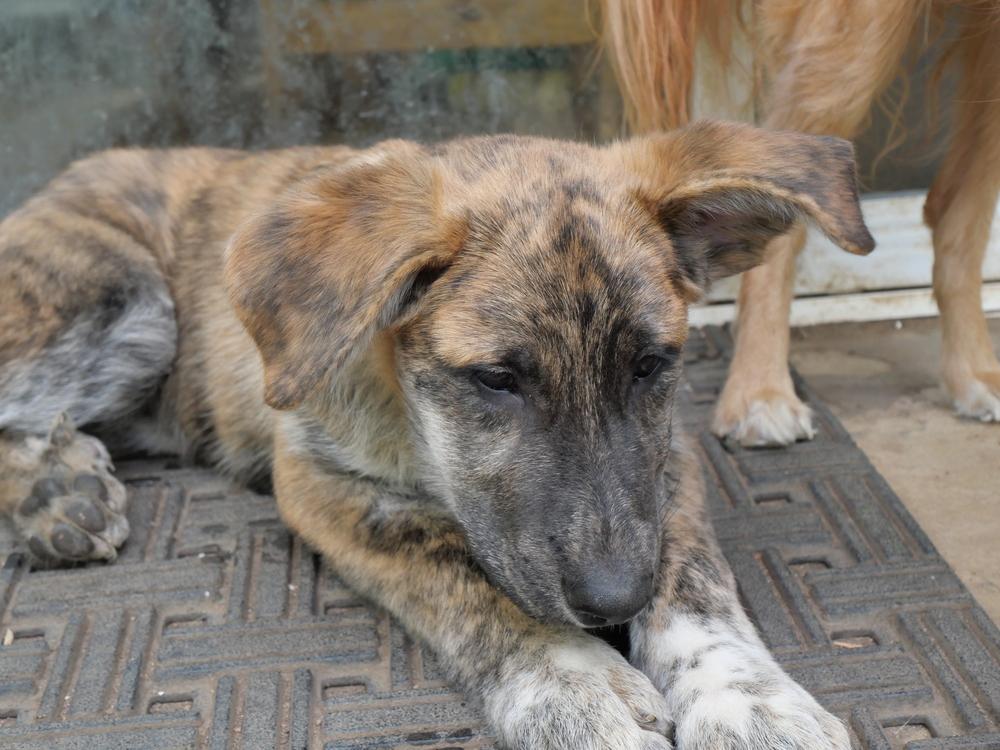 Enlarge Maples, a Adoptable mixed breed in Boulder, CO image 4/5