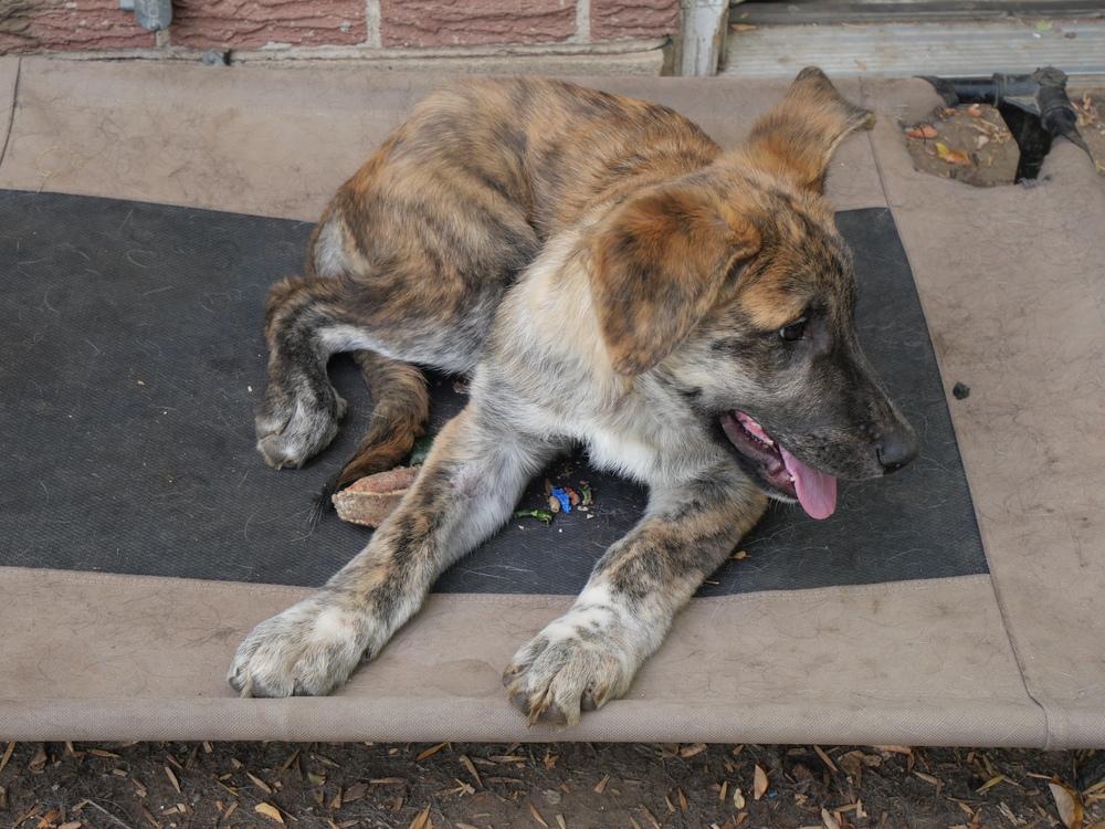 Enlarge Maples, a Adoptable mixed breed in Boulder, CO image 5/5