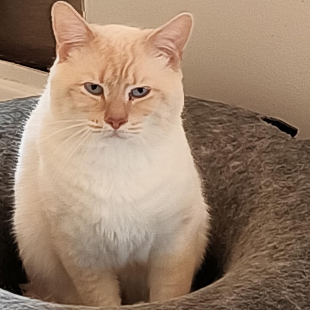 0126-30 Poe, Adoptable, Adult Male Domestic Short Hair & Siamese.