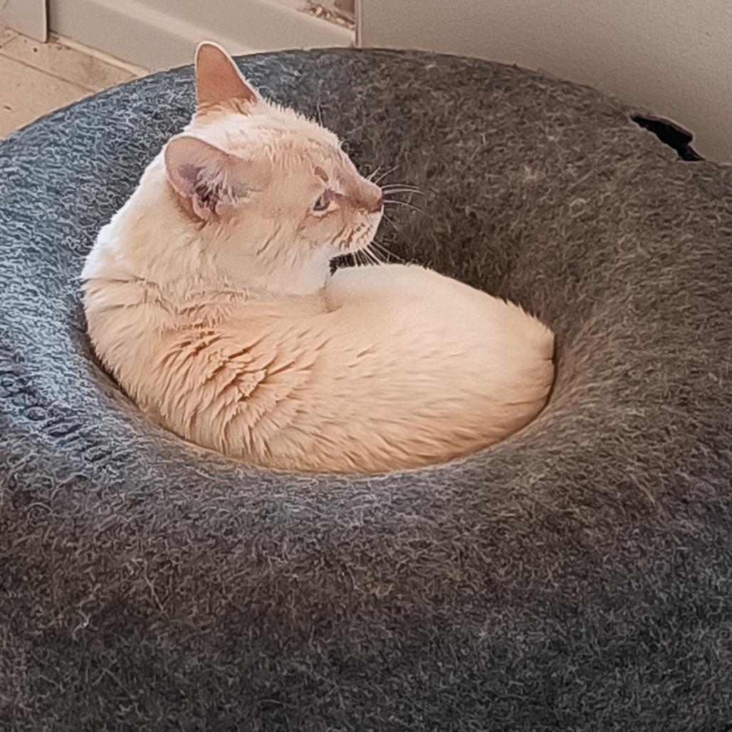 Enlarge 0126-30 Poe, a Adoptable mixed breed in Abingdon, MD image 2/4