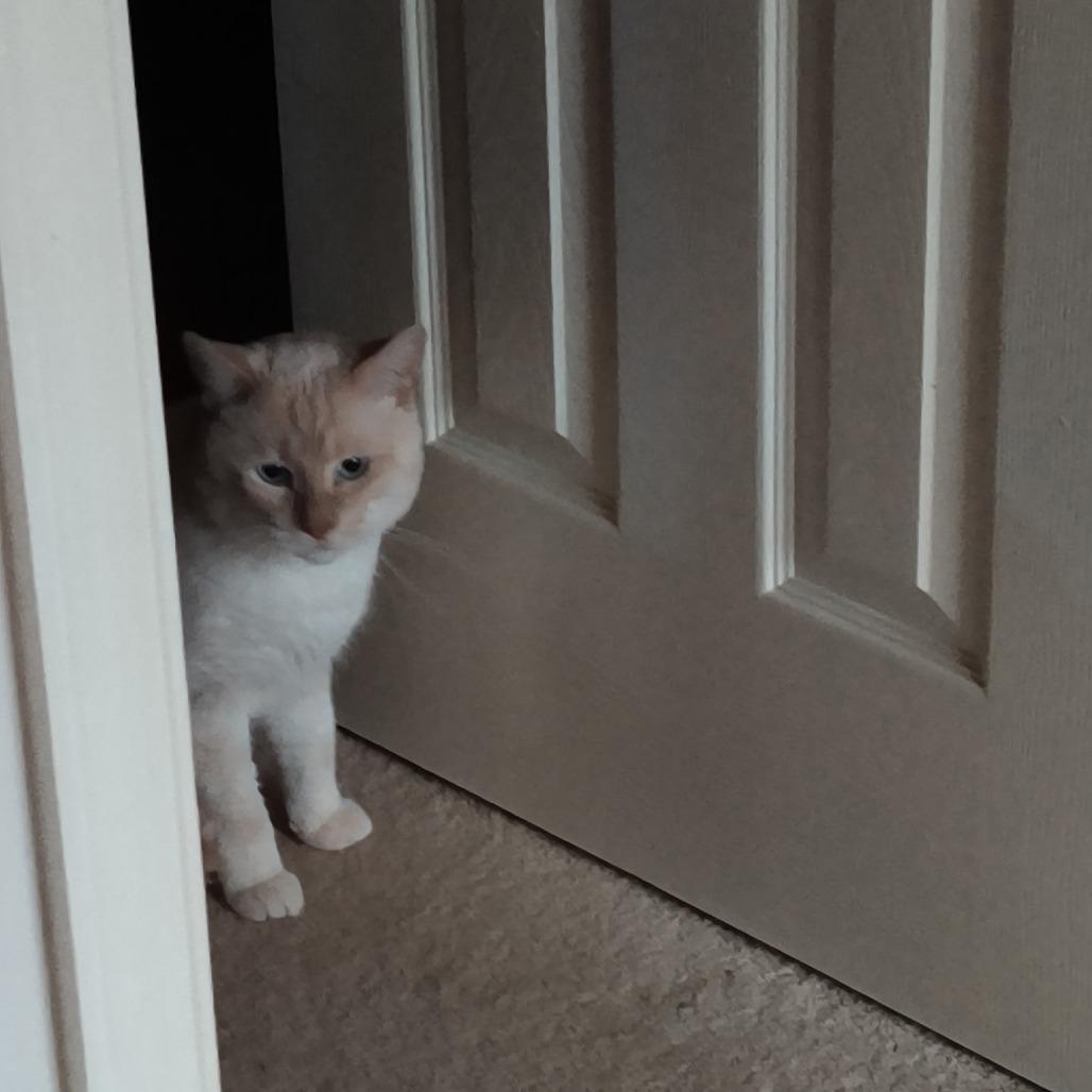 Enlarge 0126-30 Poe, a Adoptable mixed breed in Abingdon, MD image 3/4