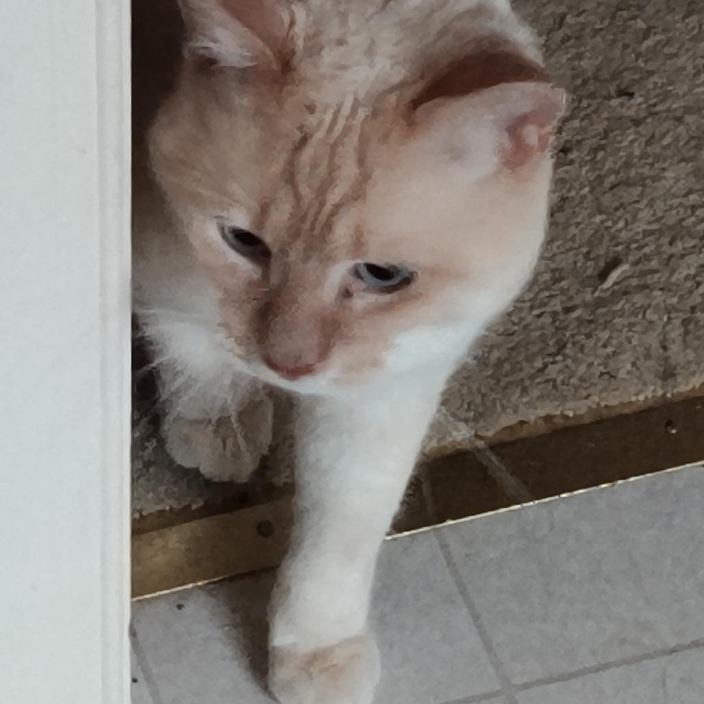 Enlarge 0126-30 Poe, a Adoptable mixed breed in Abingdon, MD image 4/4