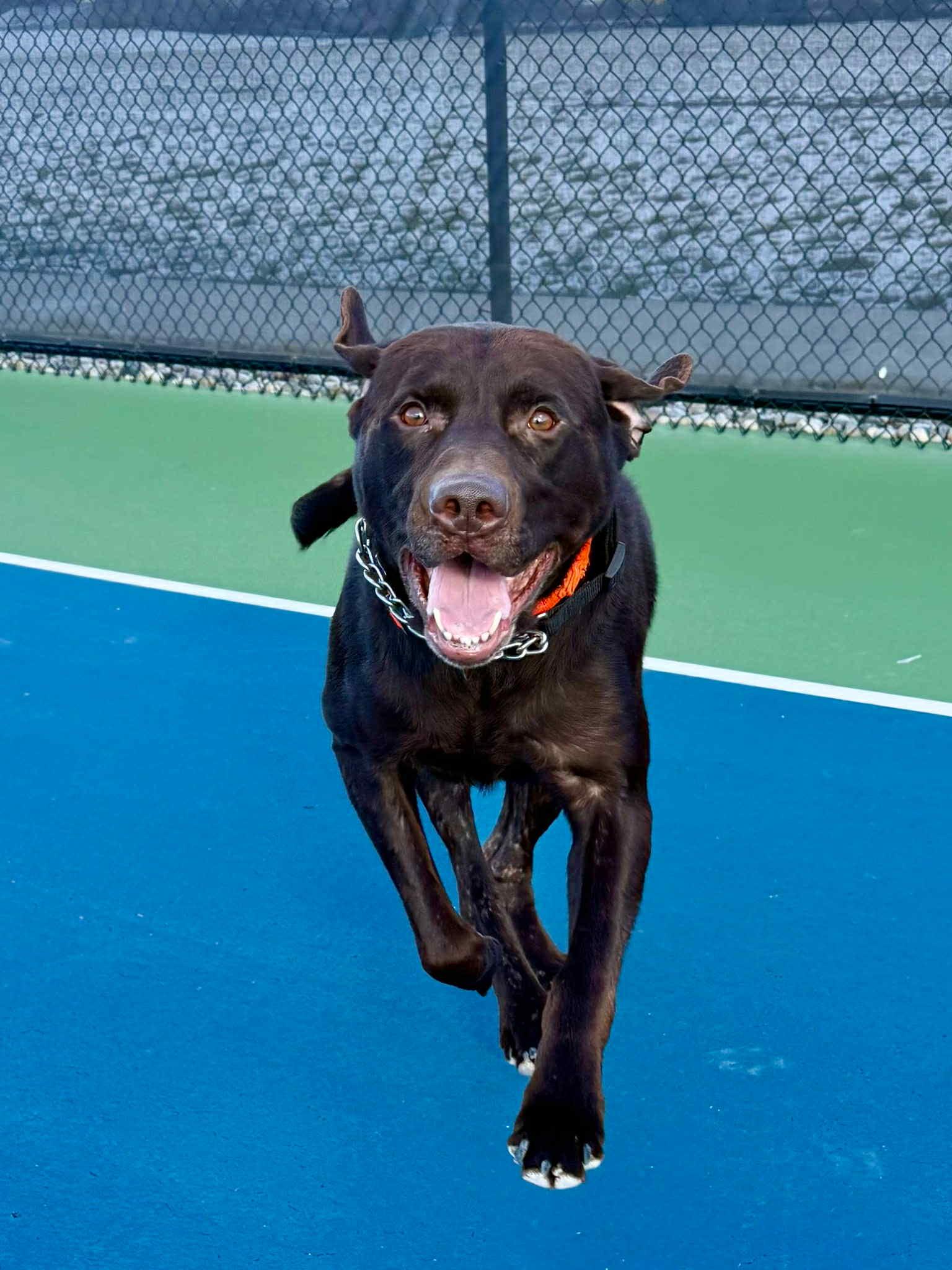 Rooster, ADOPTABLE, Adult Male Chocolate Labrador Retriever.