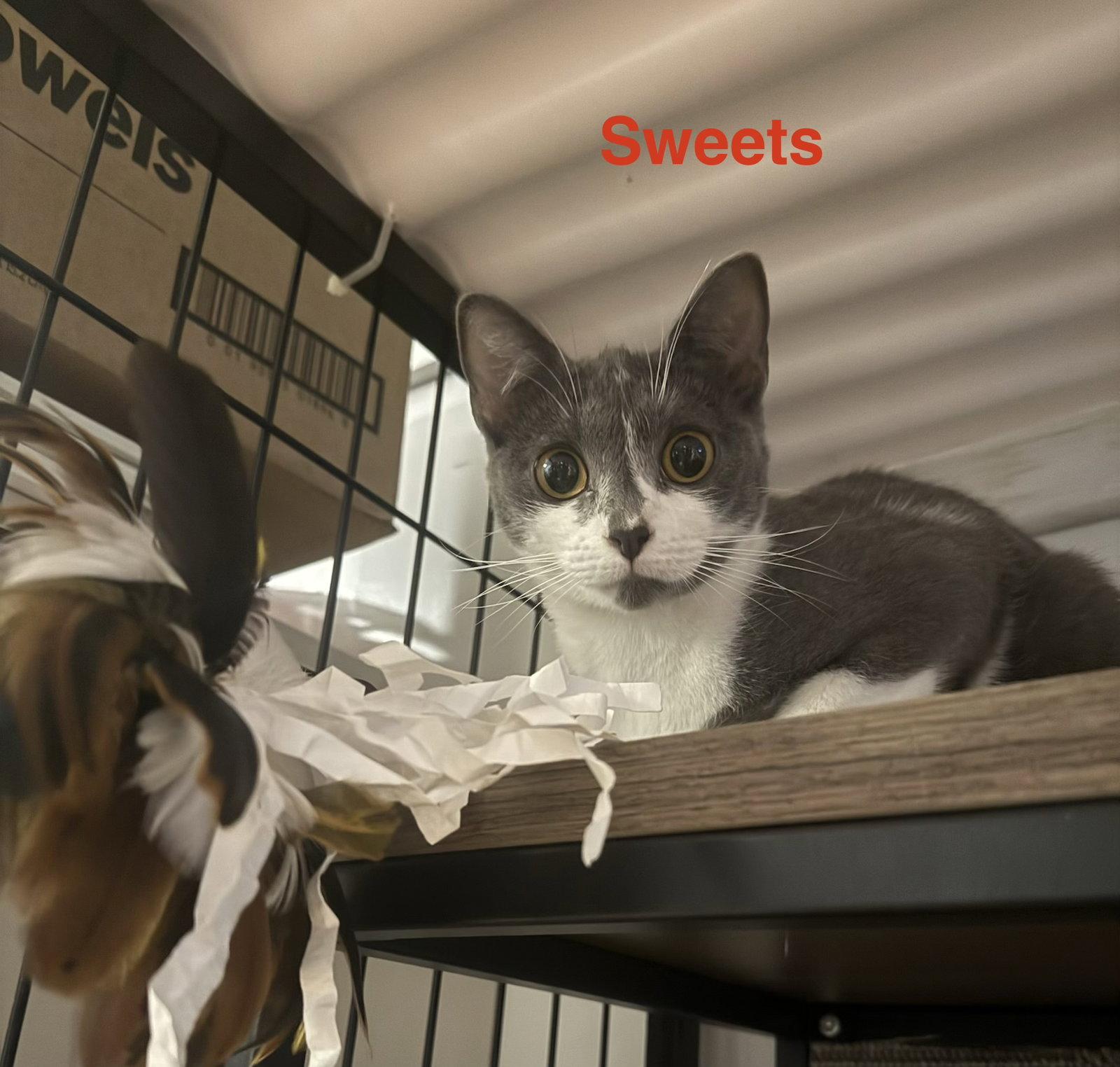 Enlarge Sweets 10.1.25, a Adoptable Domestic Short Hair in Apopka, FL image 1/3