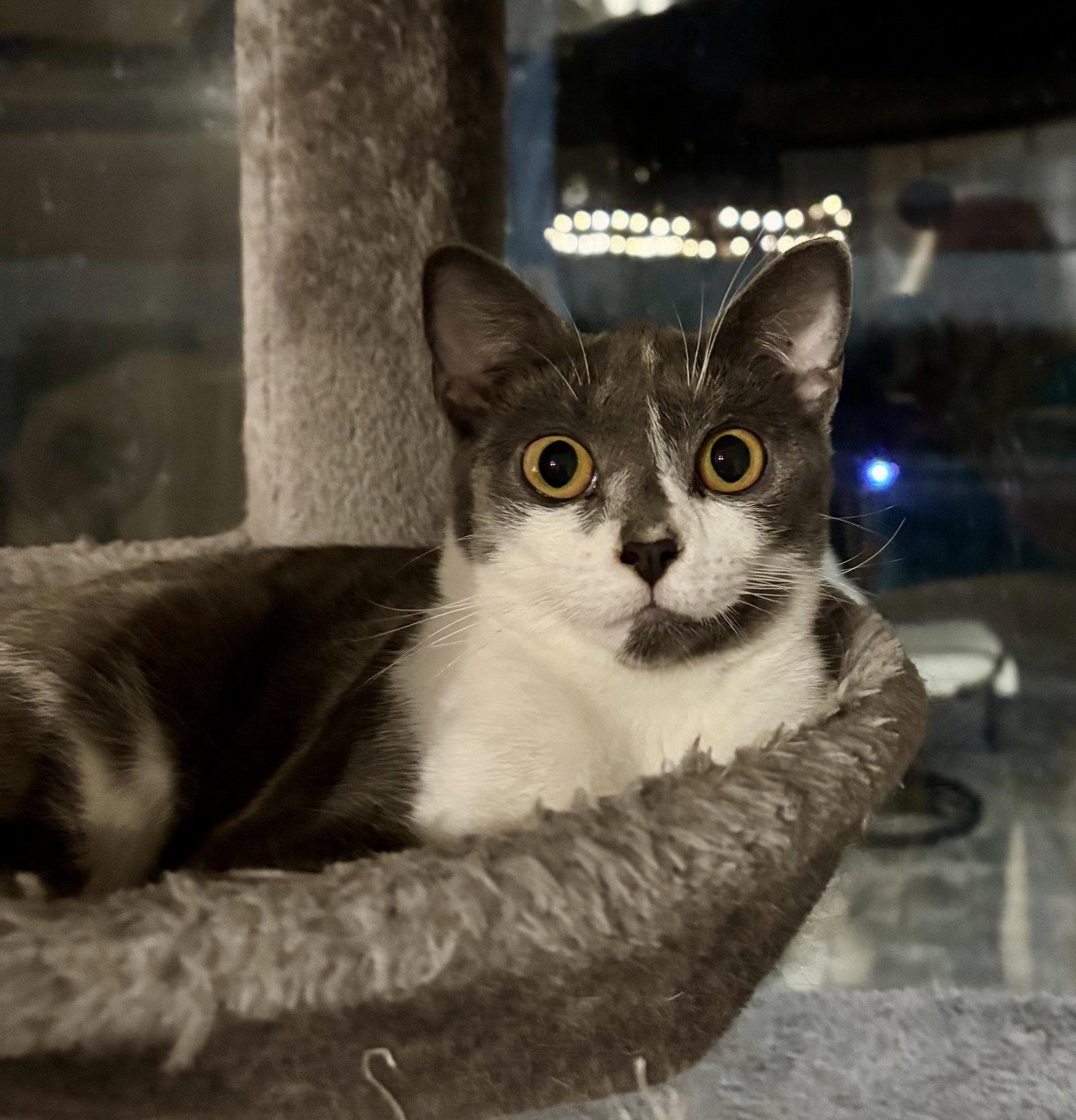Enlarge Sweets 10.1.25, a Adoptable Domestic Short Hair in Apopka, FL image 2/3
