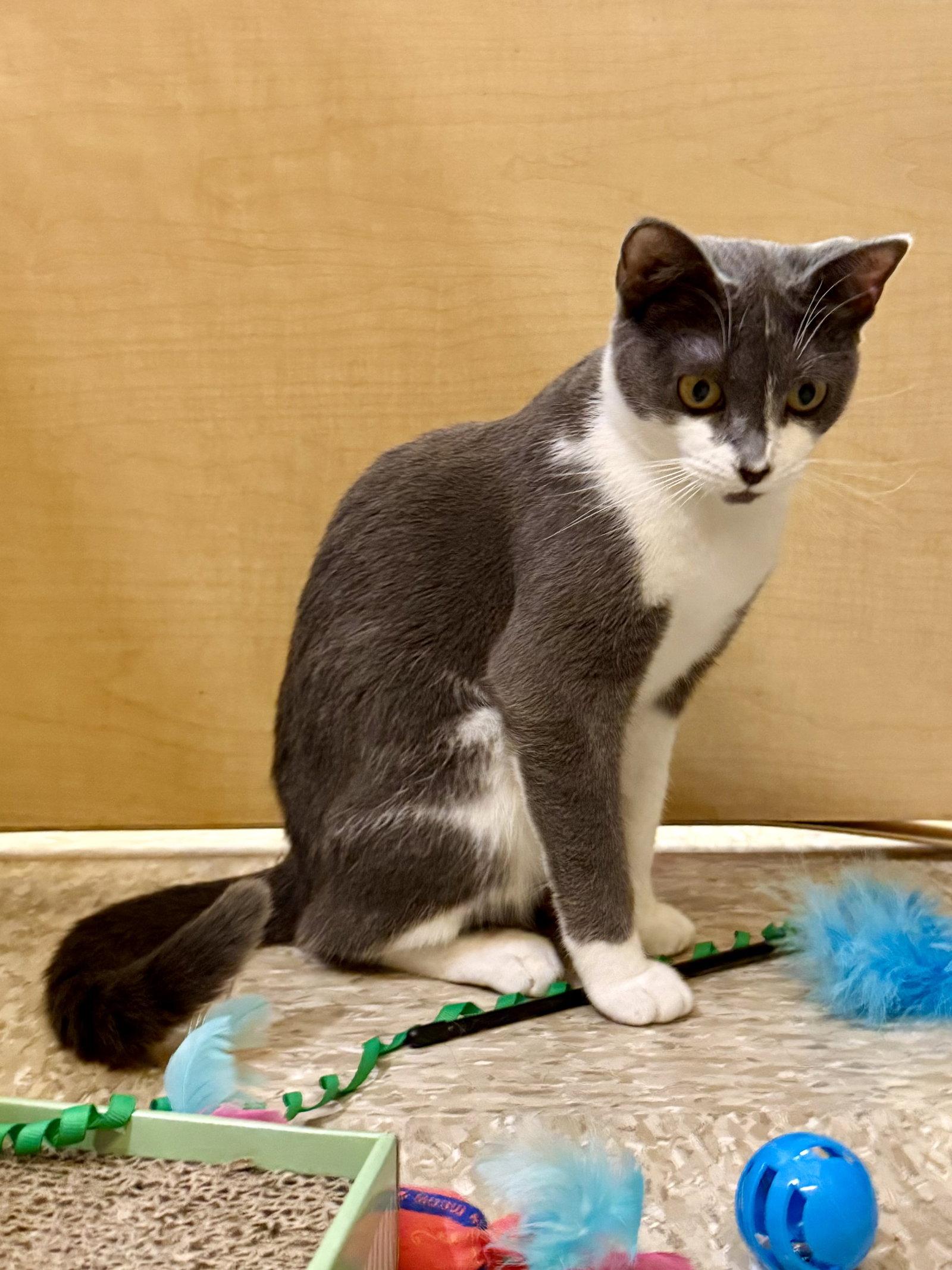 Enlarge Sweets 10.1.25, a Adoptable Domestic Short Hair in Apopka, FL image 3/3
