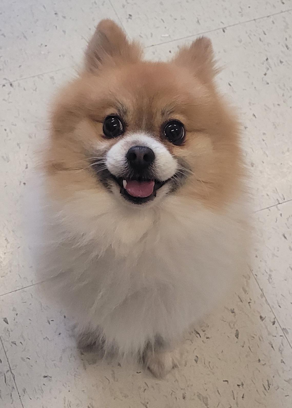 Enlarge Peddles, an adopted Pomeranian in Meriden, CT image 1/1