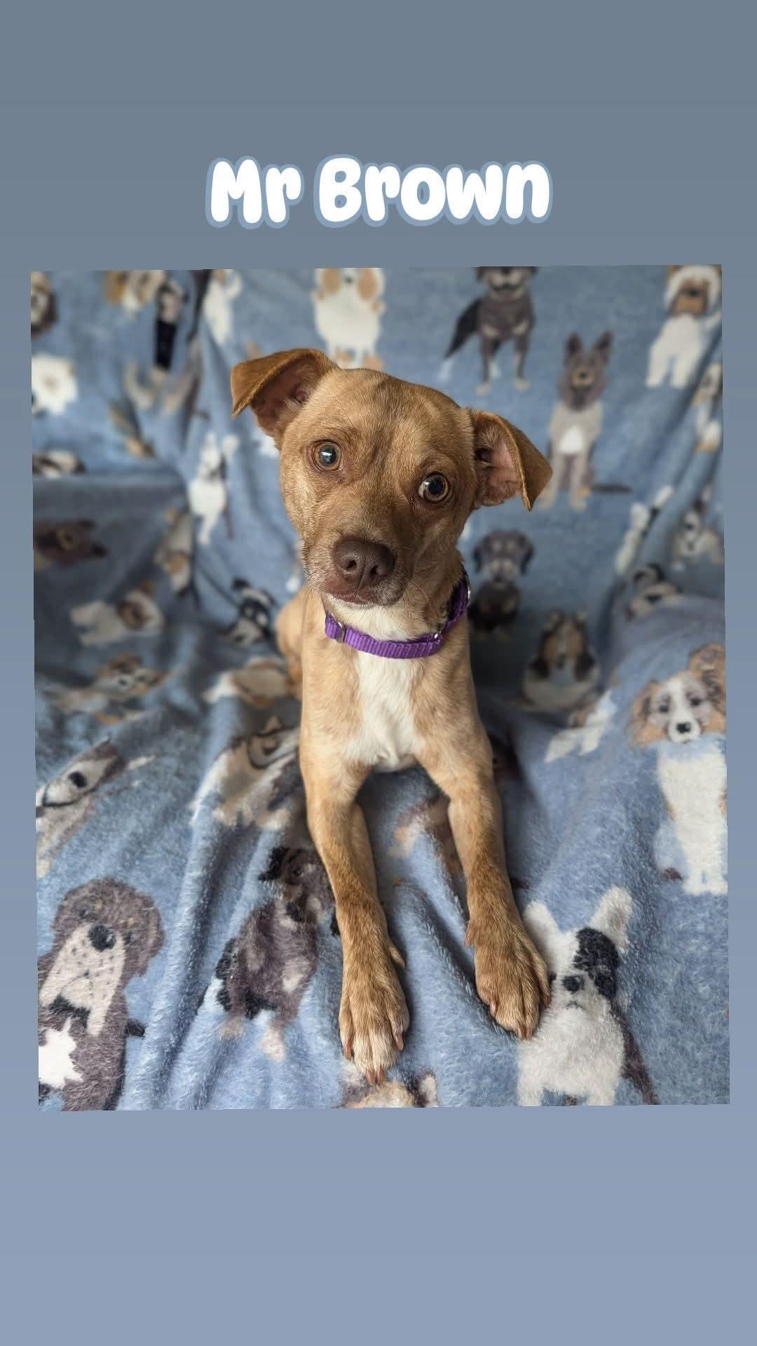 Enlarge Mr Brown, a Adoptable mixed breed in Baton Rouge, LA image 1/2