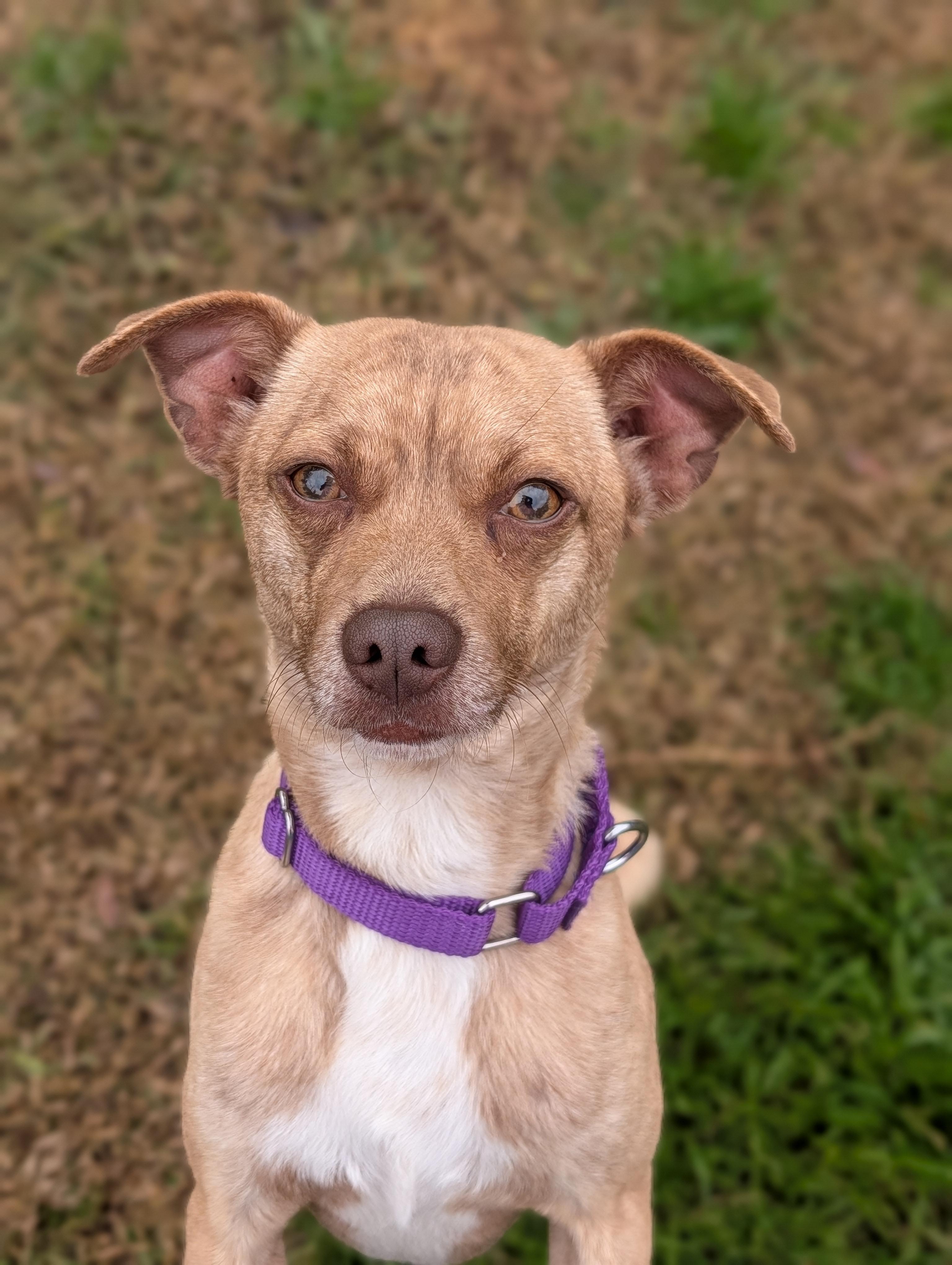 Enlarge Mr Brown, a Adoptable mixed breed in Baton Rouge, LA image 2/2