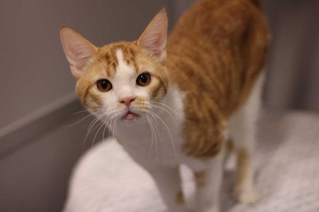 Jacoby, Adoptable, Young Male Domestic Short Hair.