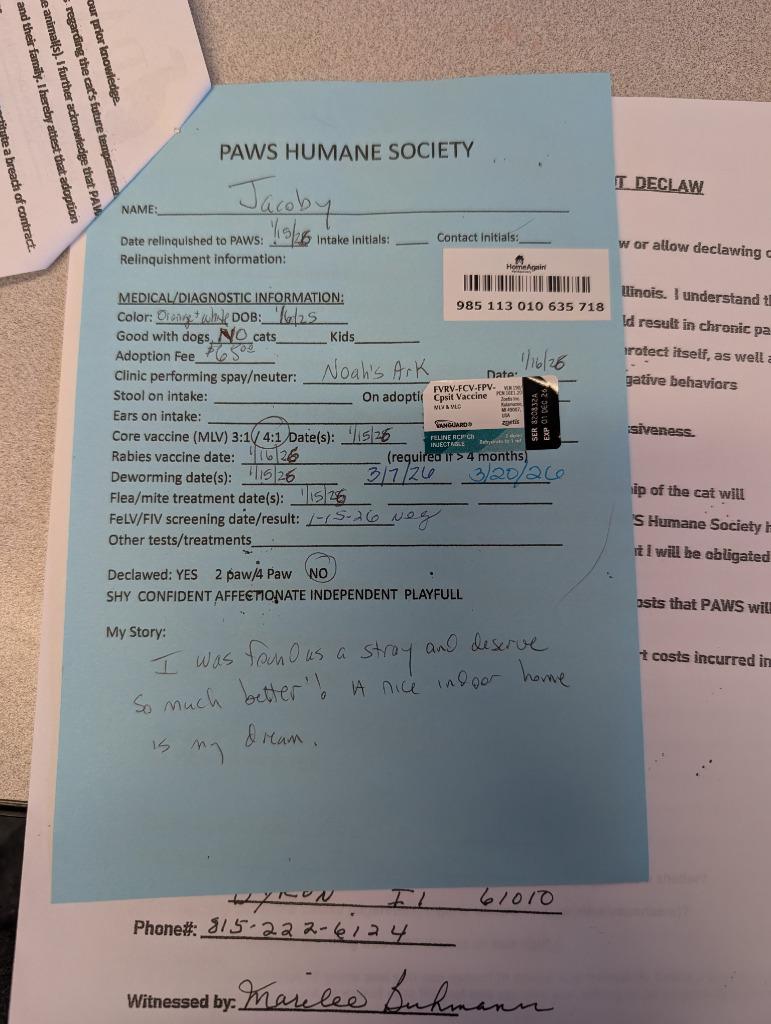 Enlarge Jacoby, a Adopted mixed breed in Rockford, IL image 4/5