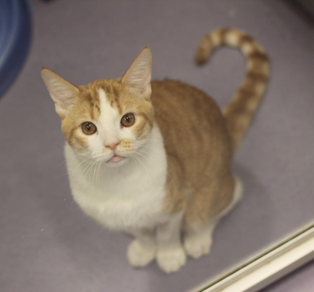 Enlarge Jacoby, a Adoptable mixed breed in Rockford, IL image 2/2