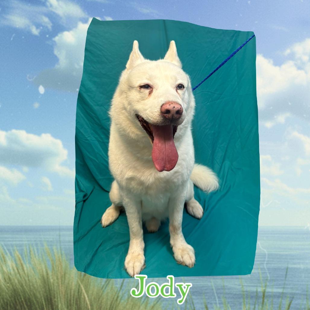 Jody, Adoptable, Senior Male Husky & Husky.