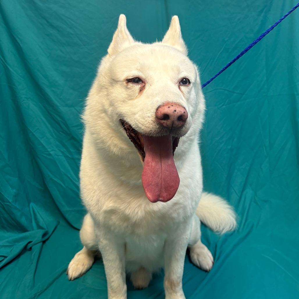 Enlarge Jody, a Adoptable mixed breed in Royse City, TX image 2/2