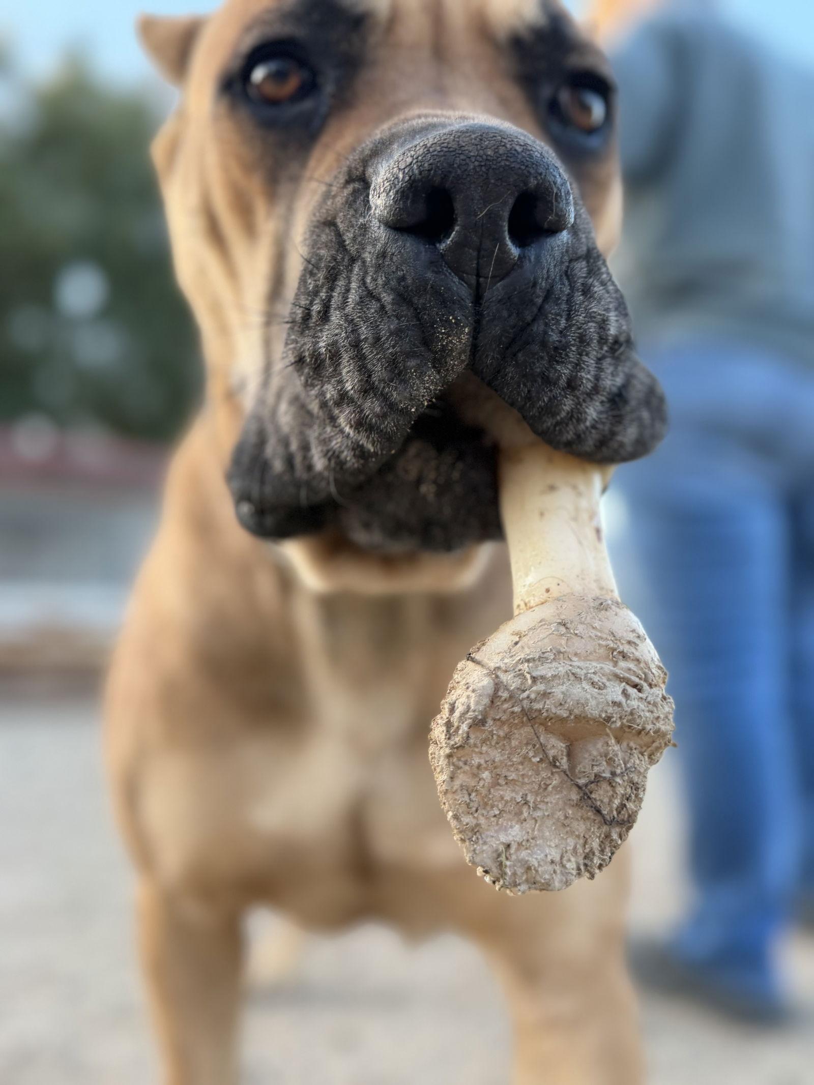 Enlarge Dahlia, a Adoptable Cane Corso in Glendale, AZ image 1/2