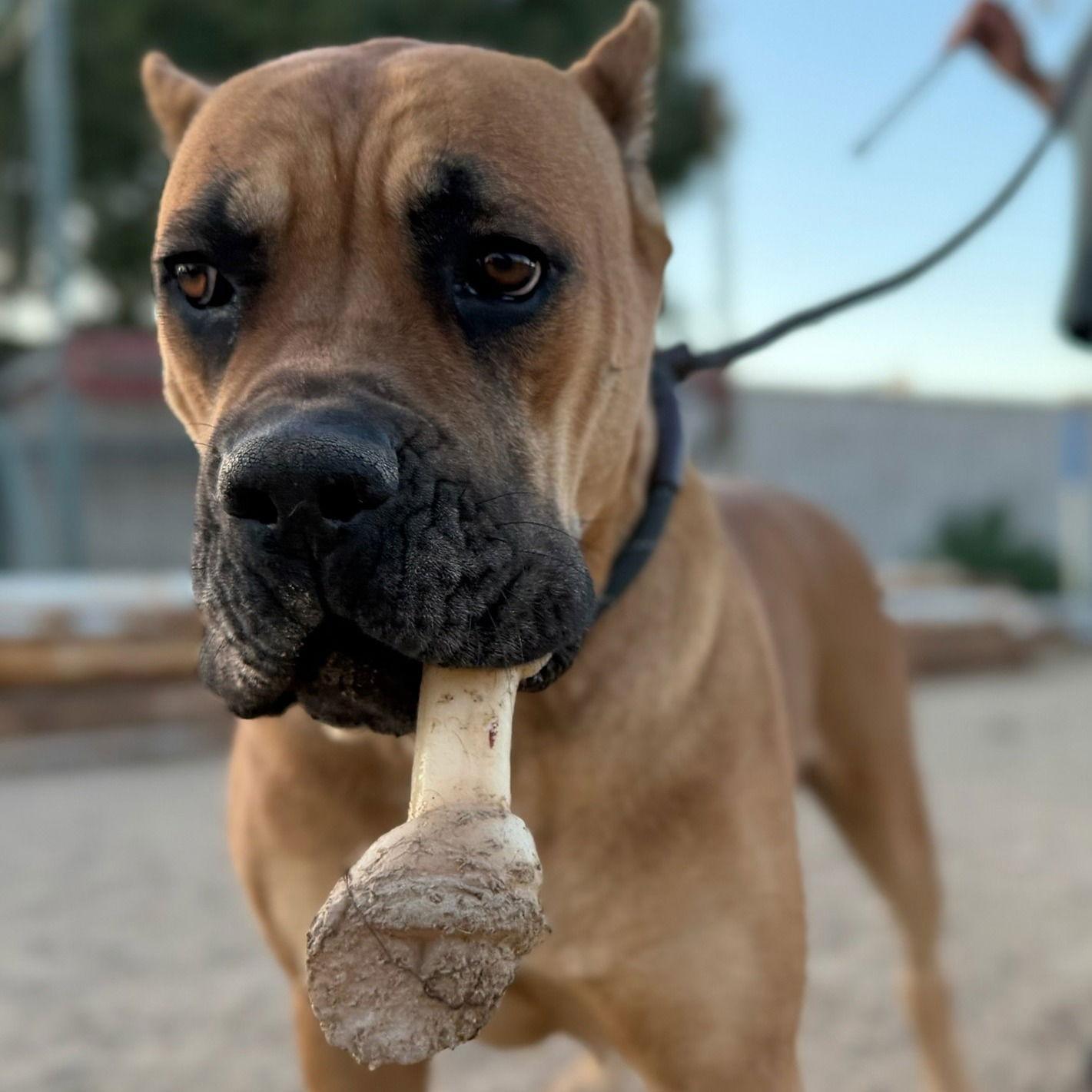 Enlarge Dahlia, a Adoptable Cane Corso in Glendale, AZ image 2/2