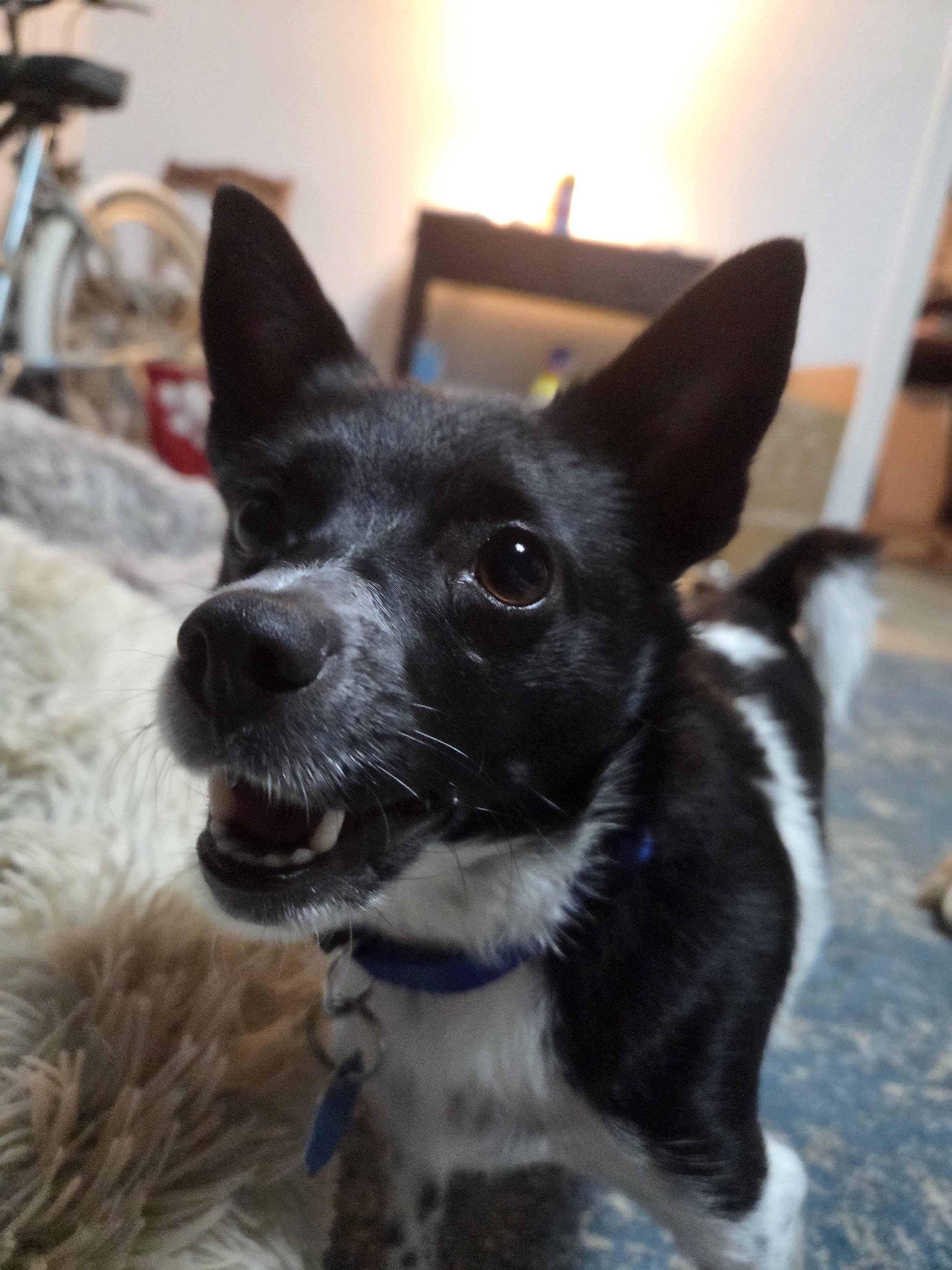 Sassy *Courtesy Post*, a Adoptable Chihuahua in Durham, NC image 2/4