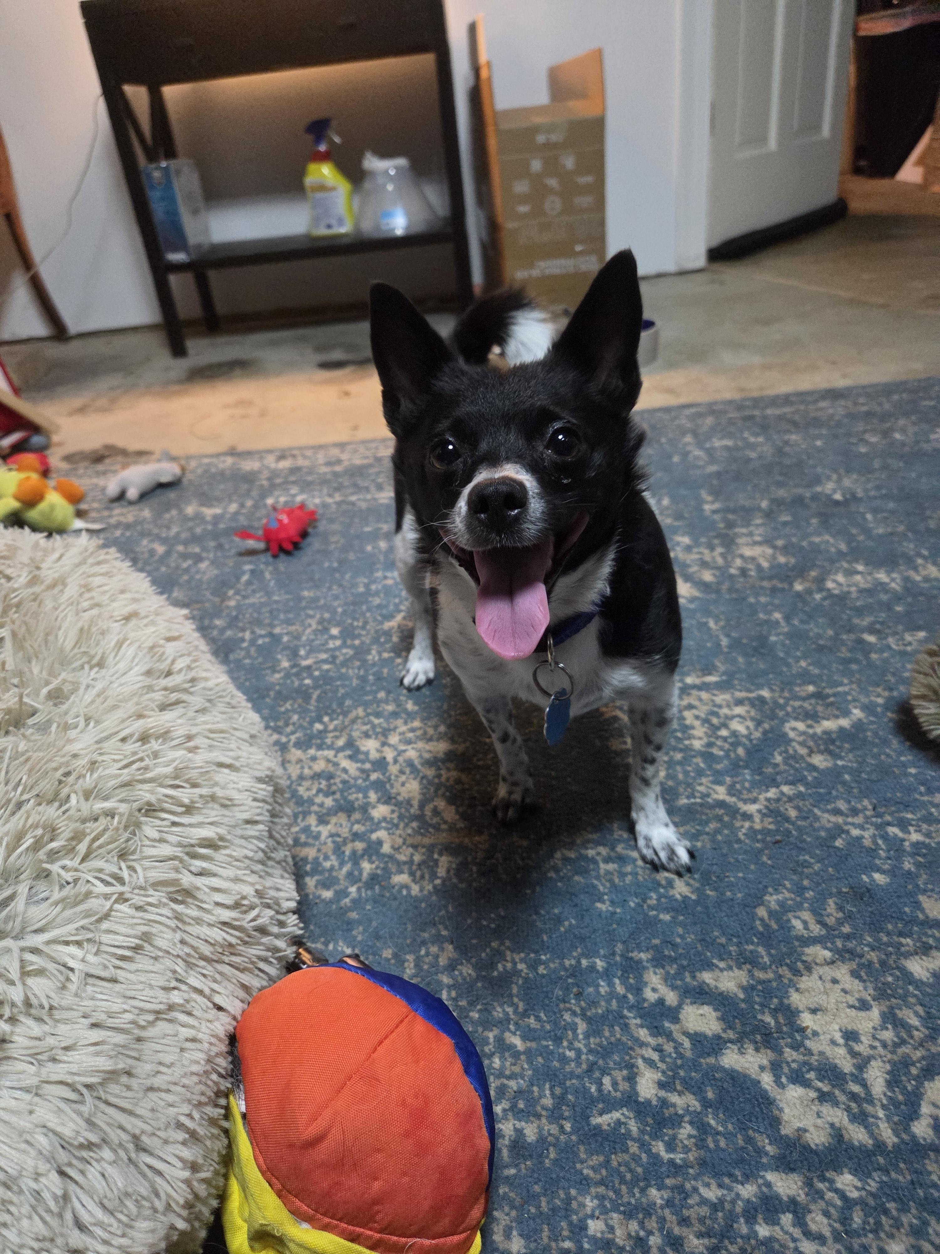 Sassy *Courtesy Post*, a Adoptable Chihuahua in Durham, NC image 3/4