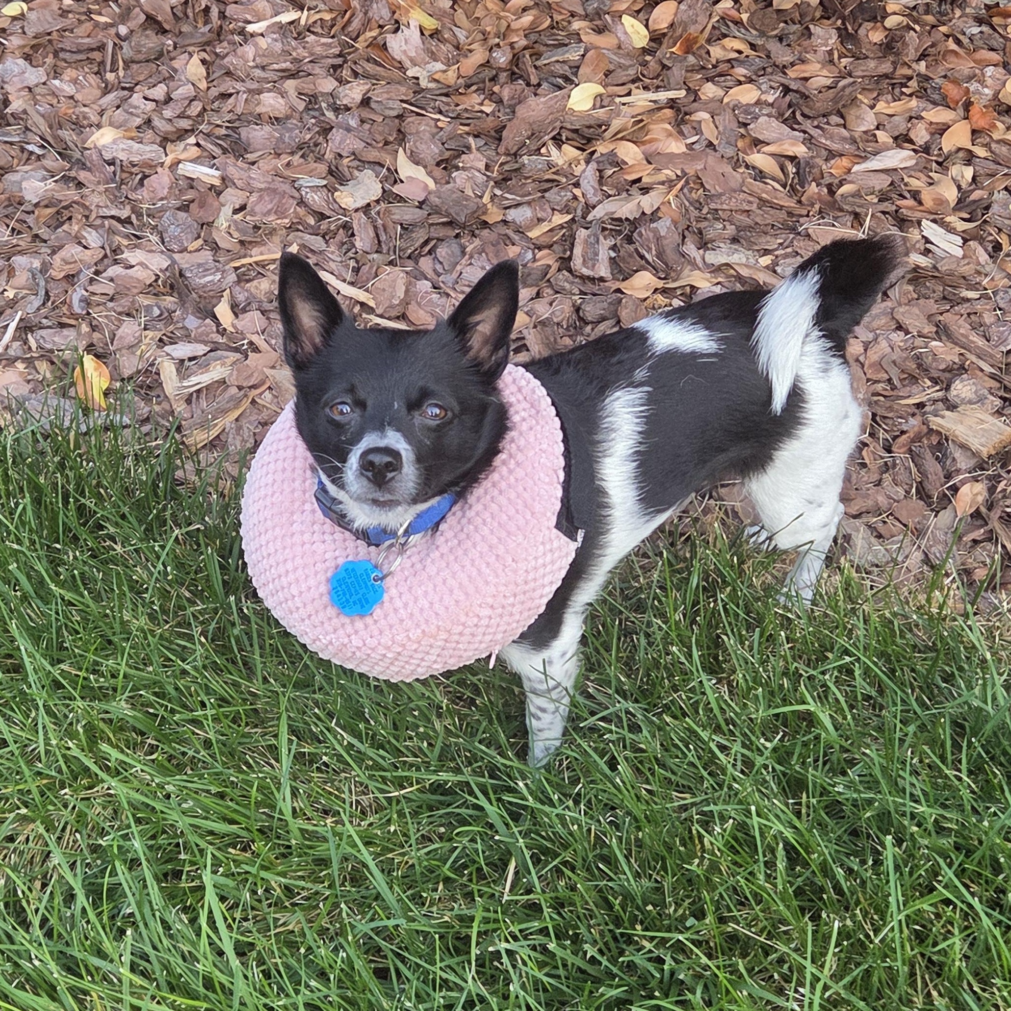 Sassy *Courtesy Post*, a Adoptable Chihuahua in Durham, NC image 1/4