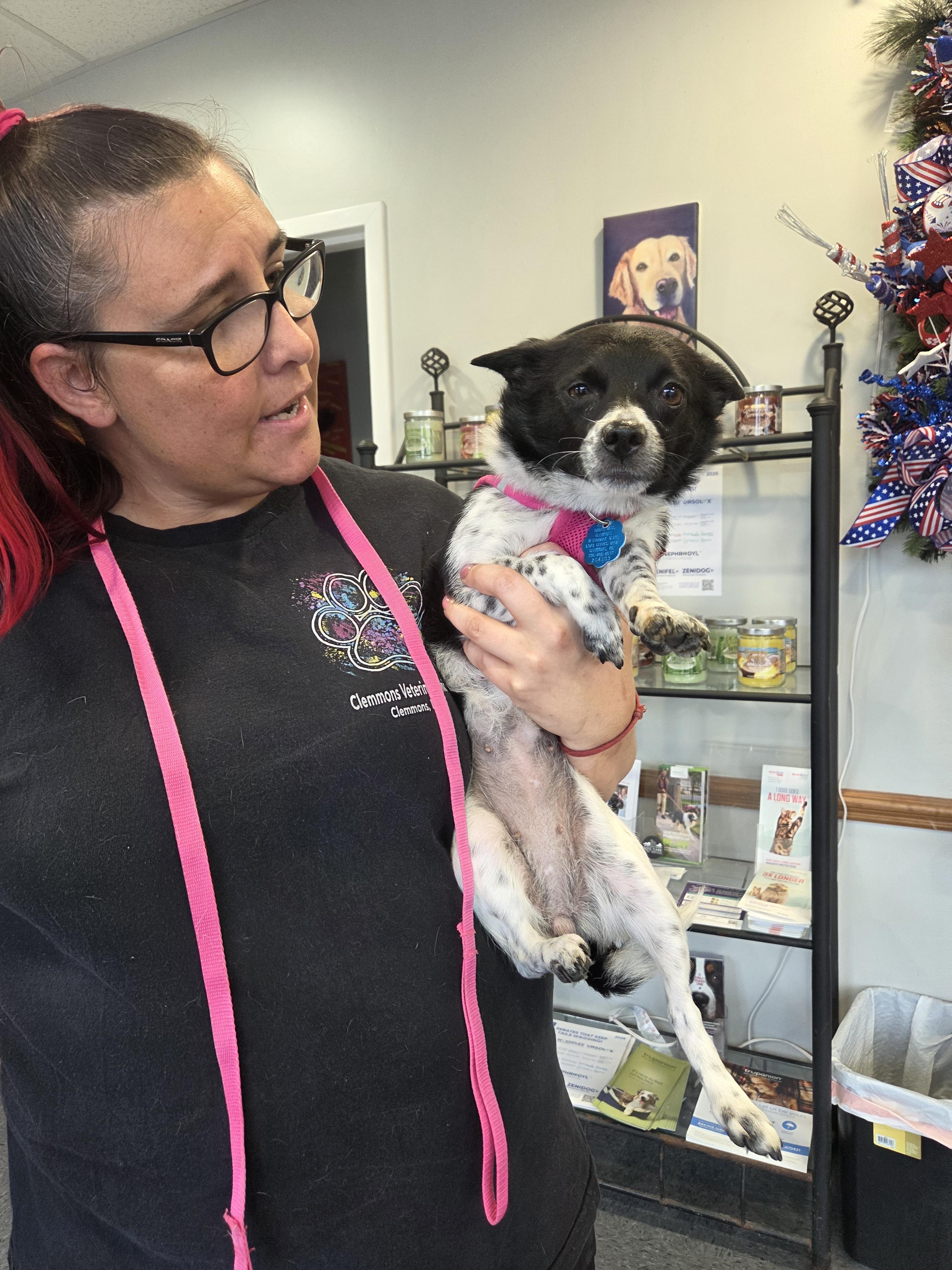 Sassy *Courtesy Post*, a Adoptable Chihuahua in Durham, NC image 4/4