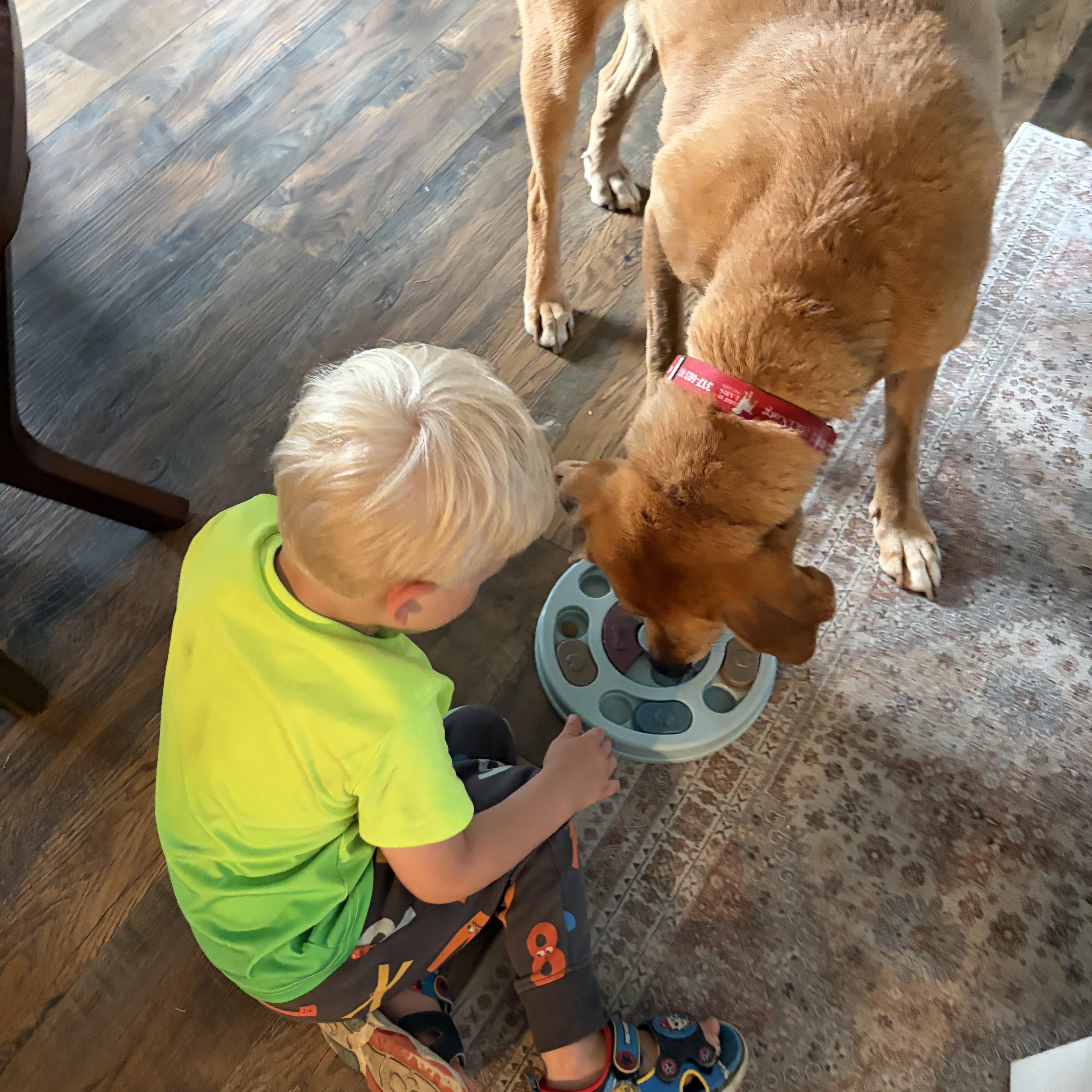 Rusty, a ADOPTABLE Labrador Retriever in Indianapolis, IN image 2/5