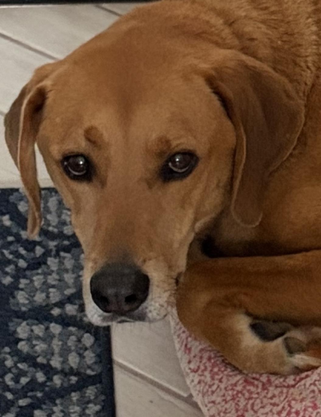 Rusty, a ADOPTABLE Labrador Retriever in Indianapolis, IN image 4/5