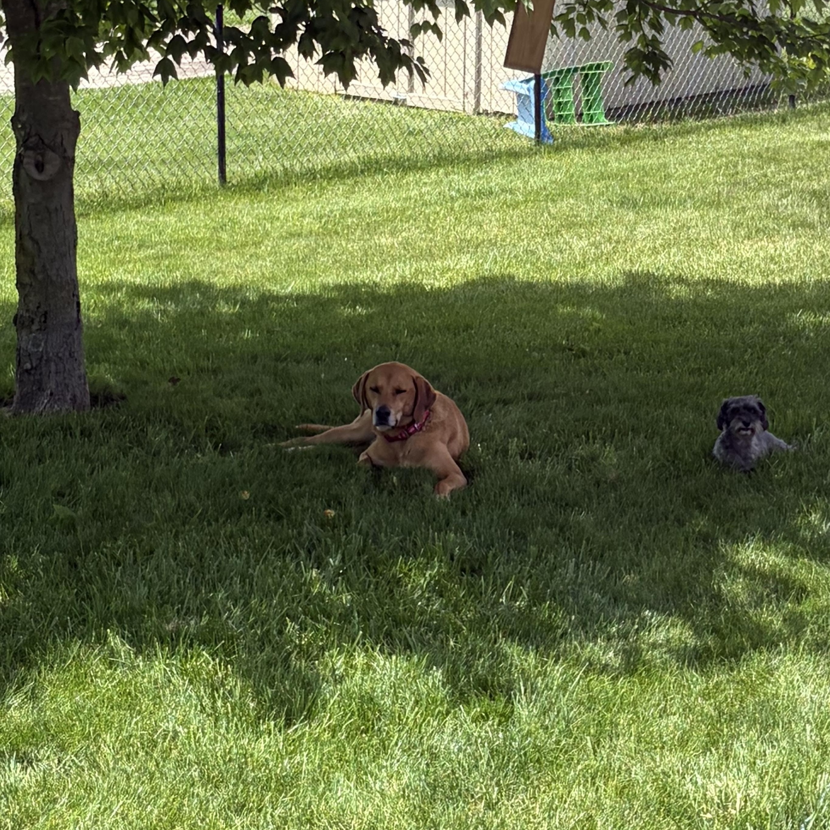 Rusty, a ADOPTABLE Labrador Retriever in Indianapolis, IN image 5/5