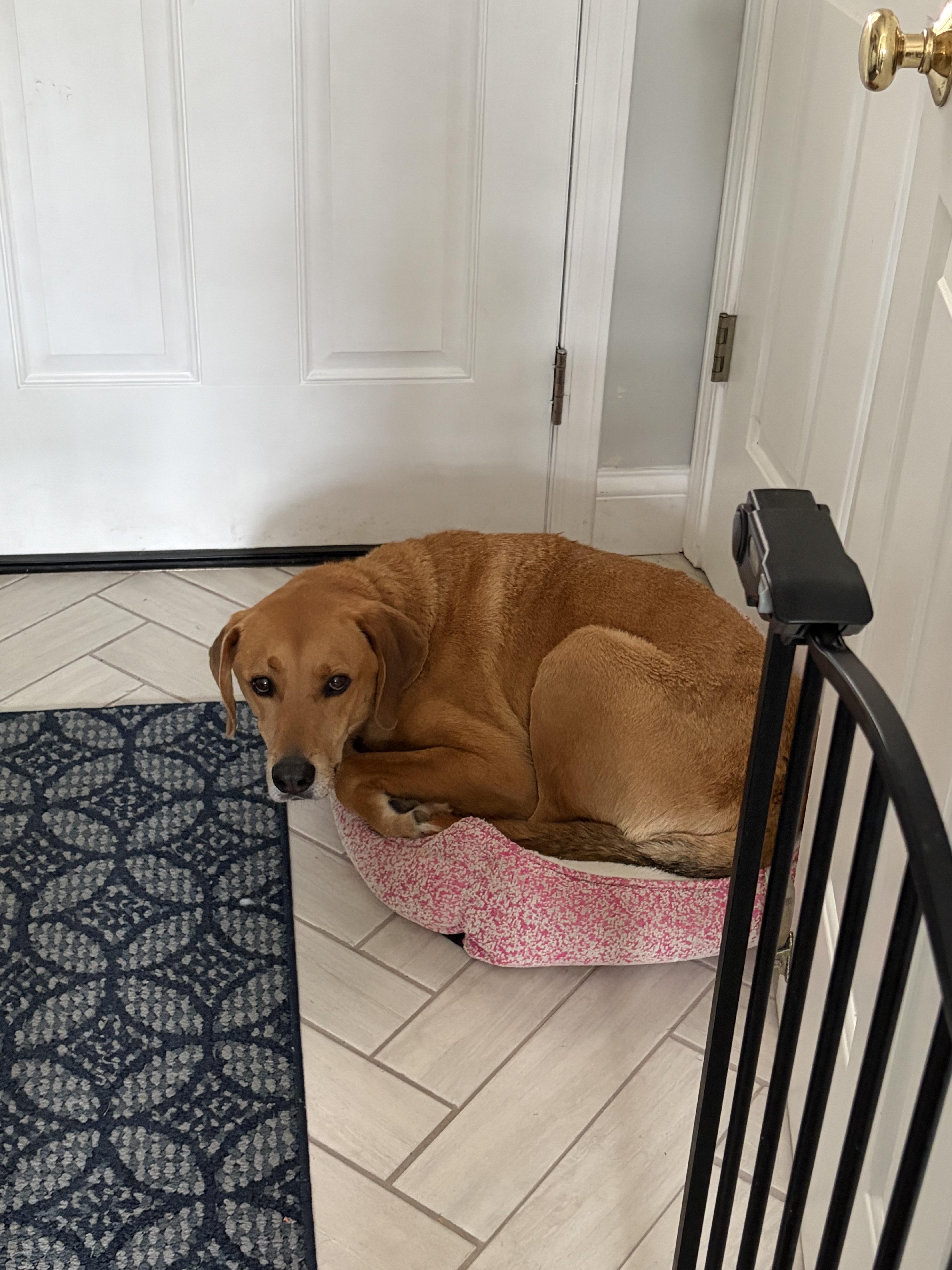 Rusty, a ADOPTABLE Labrador Retriever in Indianapolis, IN image 1/5