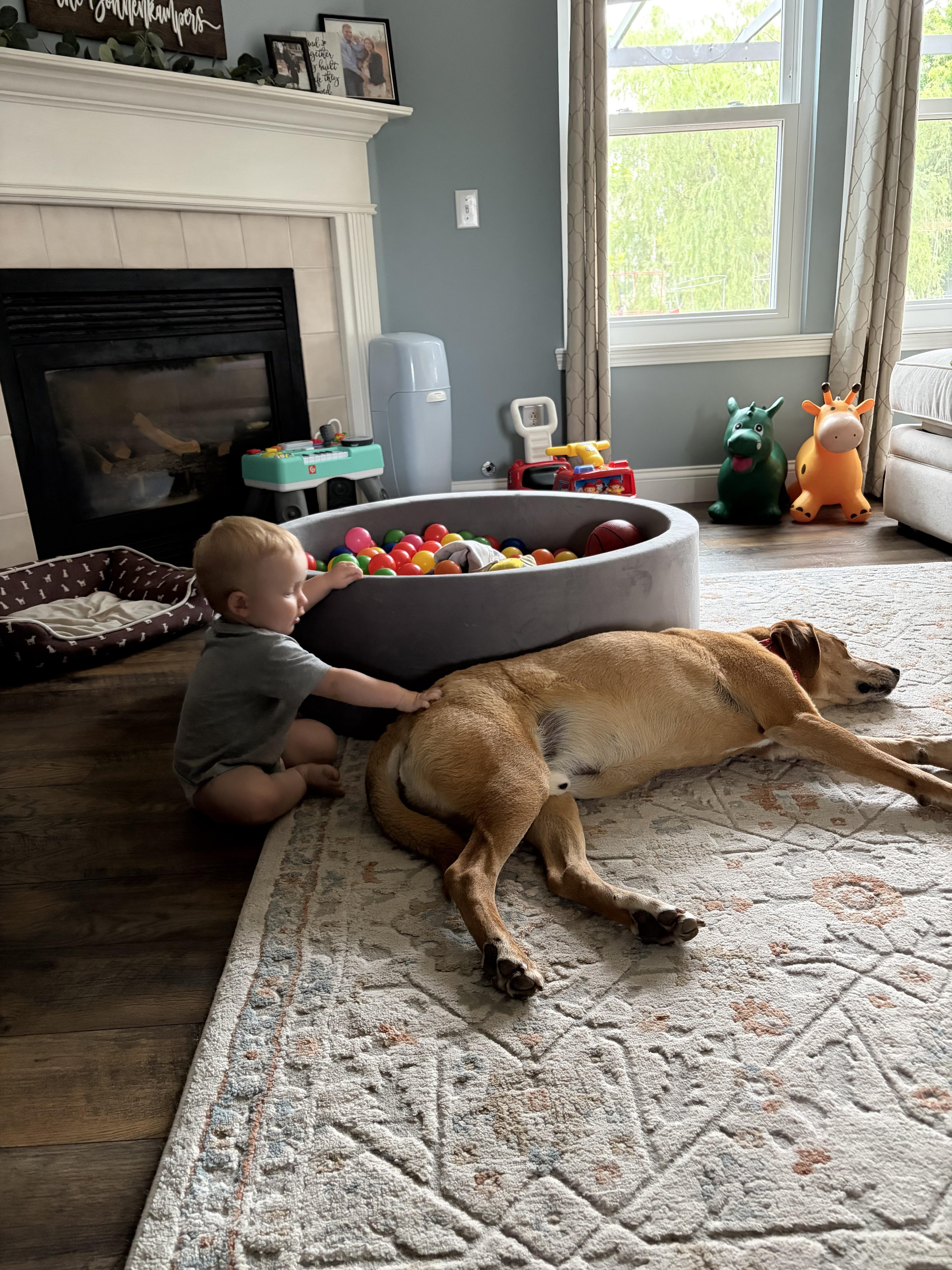 Rusty, a ADOPTABLE Labrador Retriever in Indianapolis, IN image 3/5