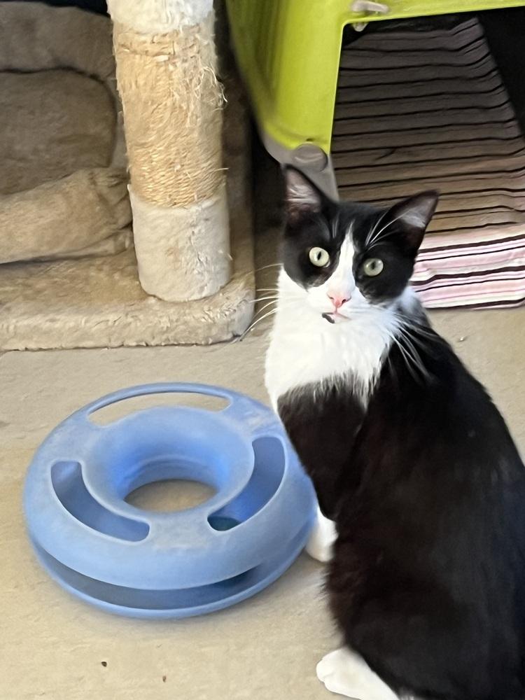 Picasso, Adoptable, Young Male Domestic Medium Hair.