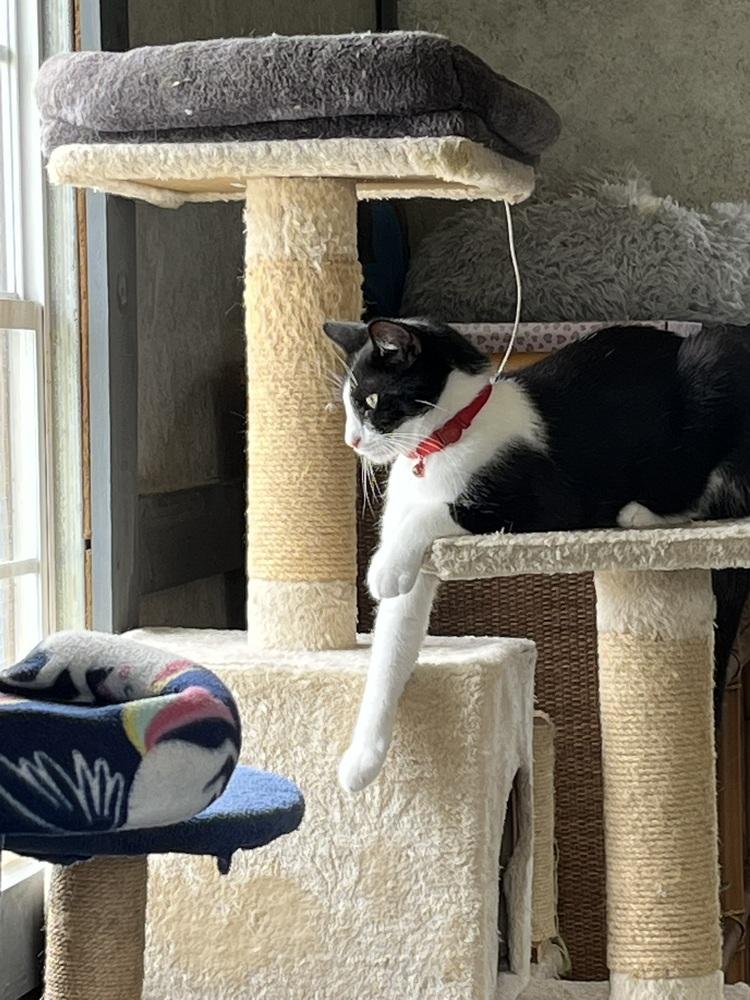 Enlarge Picasso, a Adoptable mixed breed in Crescent City, FL image 2/6