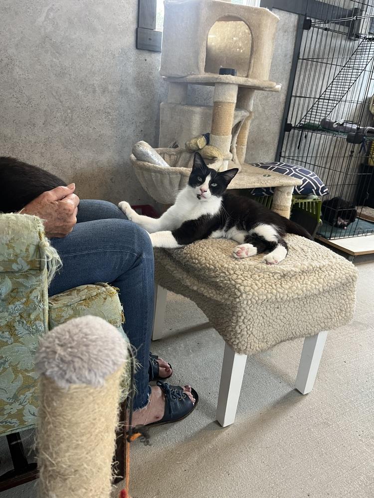 Enlarge Picasso, a Adoptable mixed breed in Crescent City, FL image 3/6